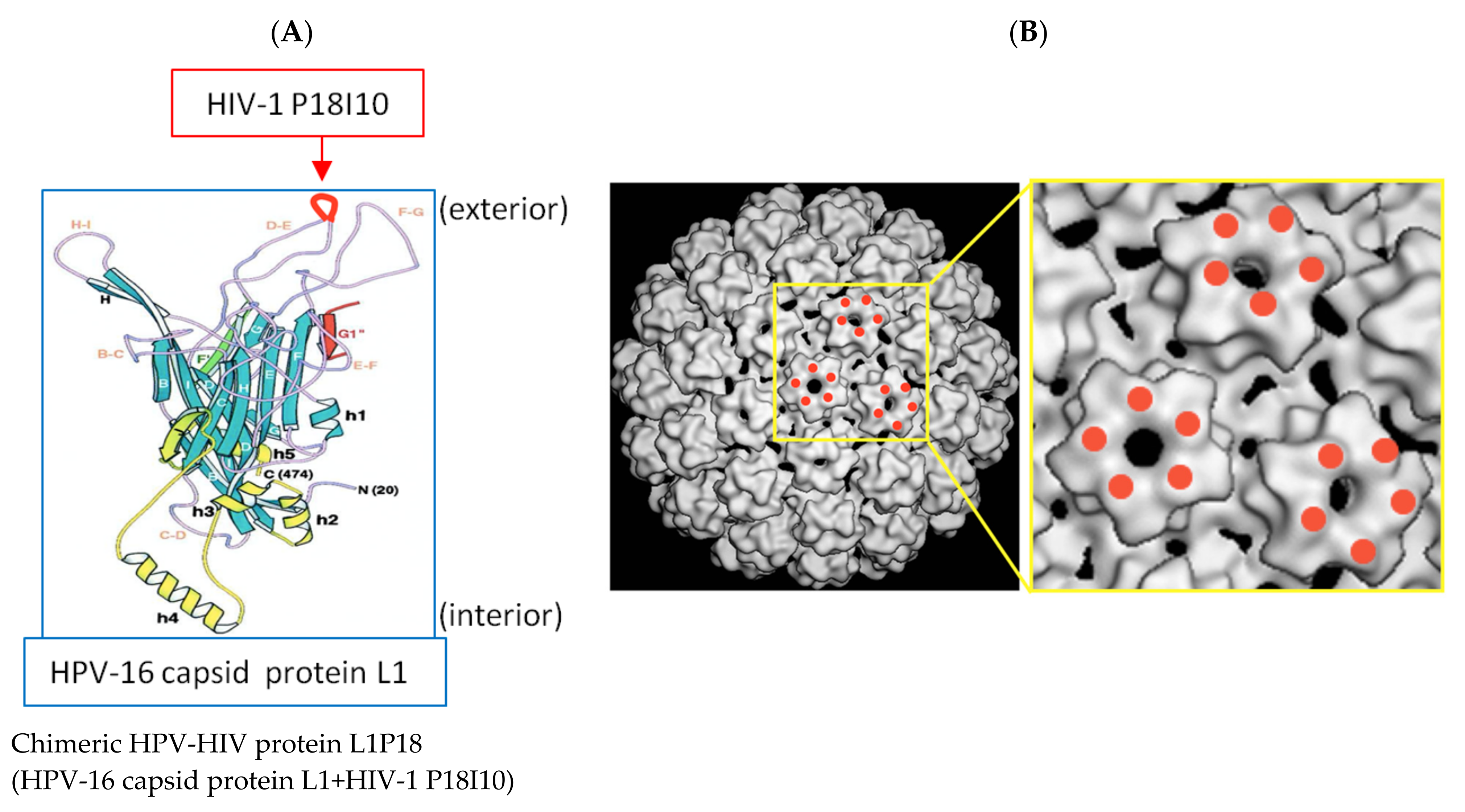 Pharmaceutics 13 01967 g001