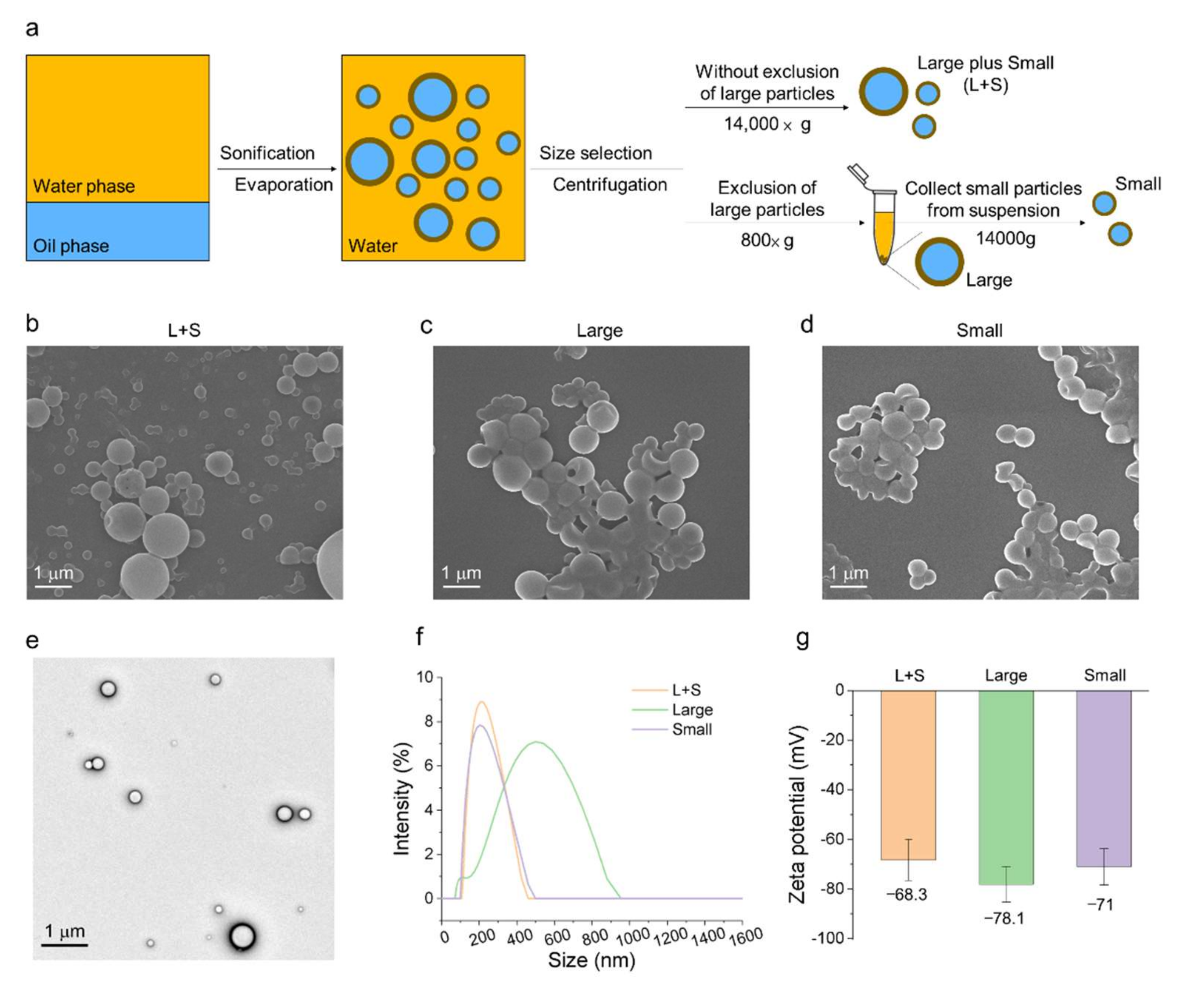 Pharmaceutics 13 01986 g002