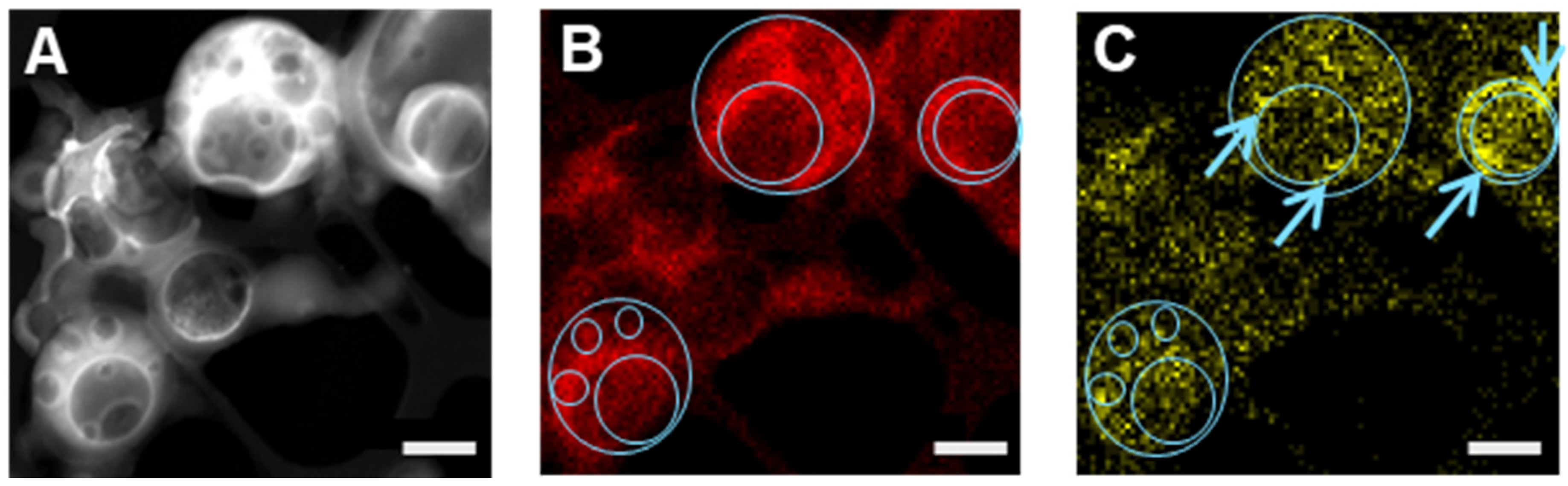 Pharmaceutics 13 01992 g008