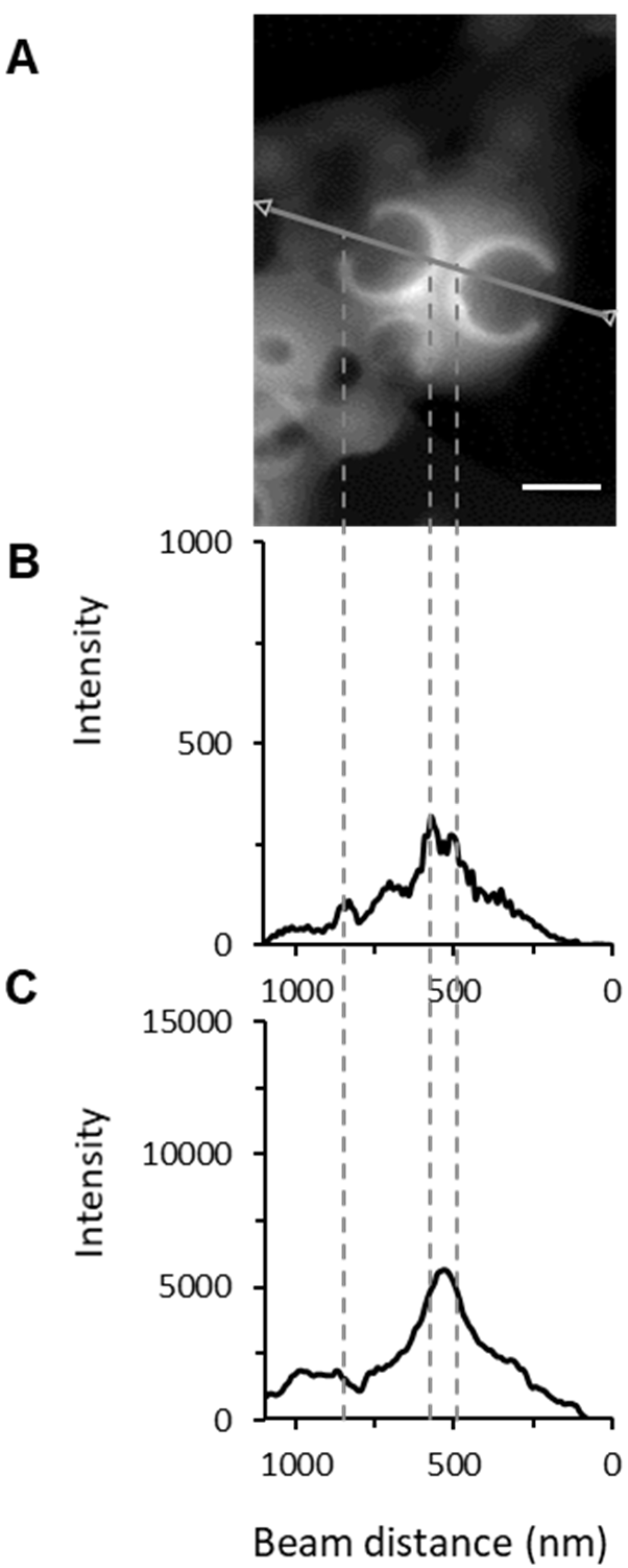 Pharmaceutics 13 01992 g009
