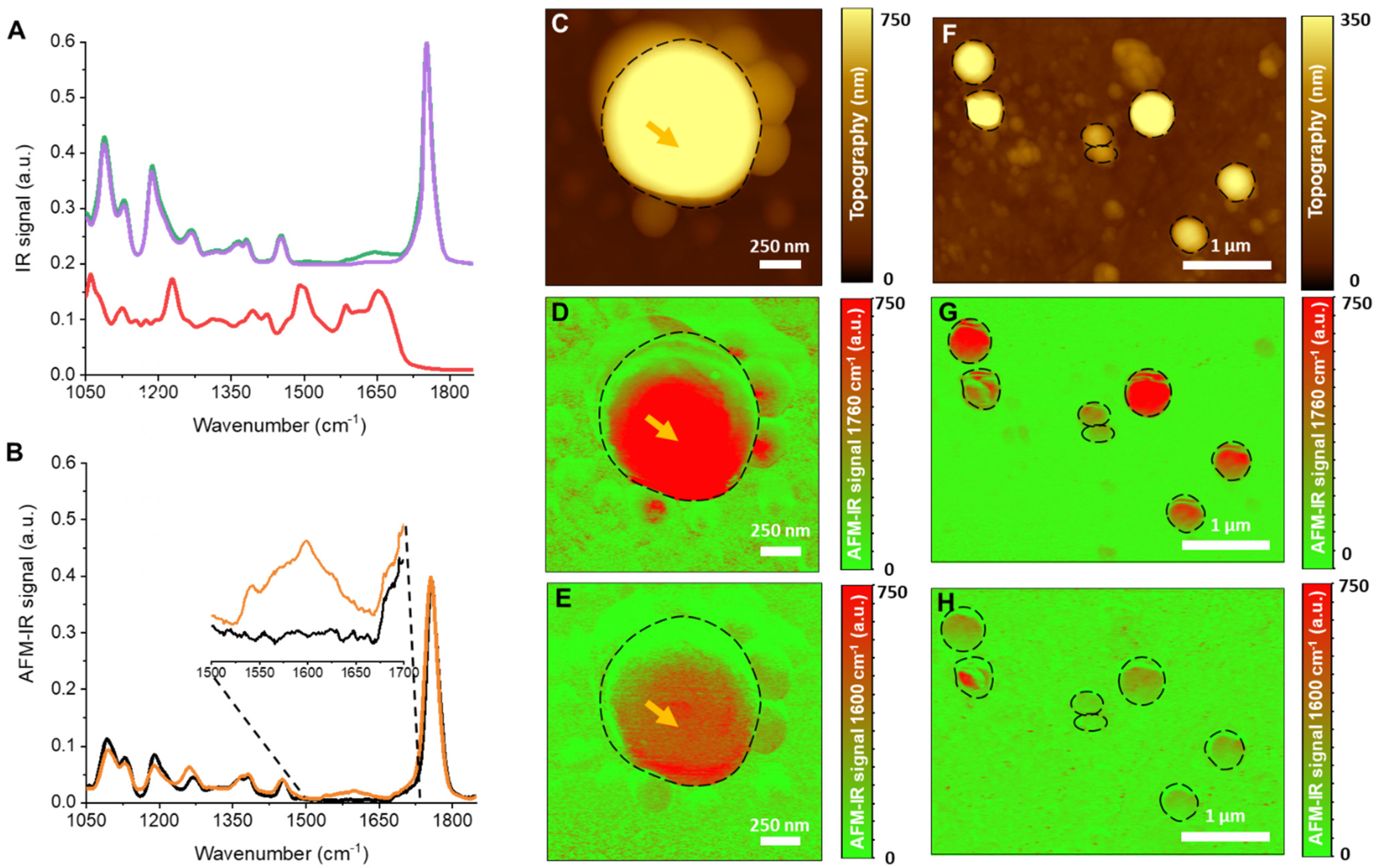 Pharmaceutics 13 01992 g010
