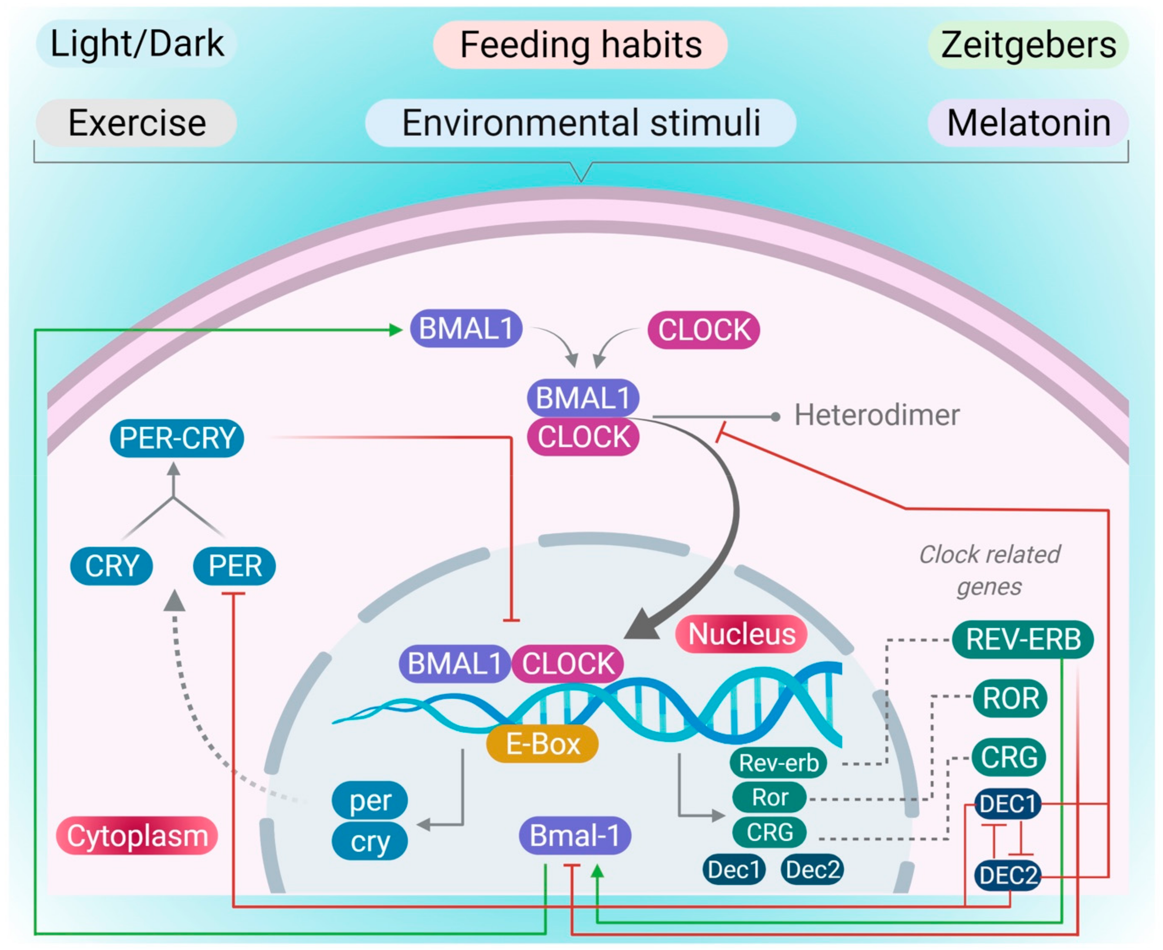 Pharmaceutics 13 02008 g001 Pharmaceutics 13 02008 g001