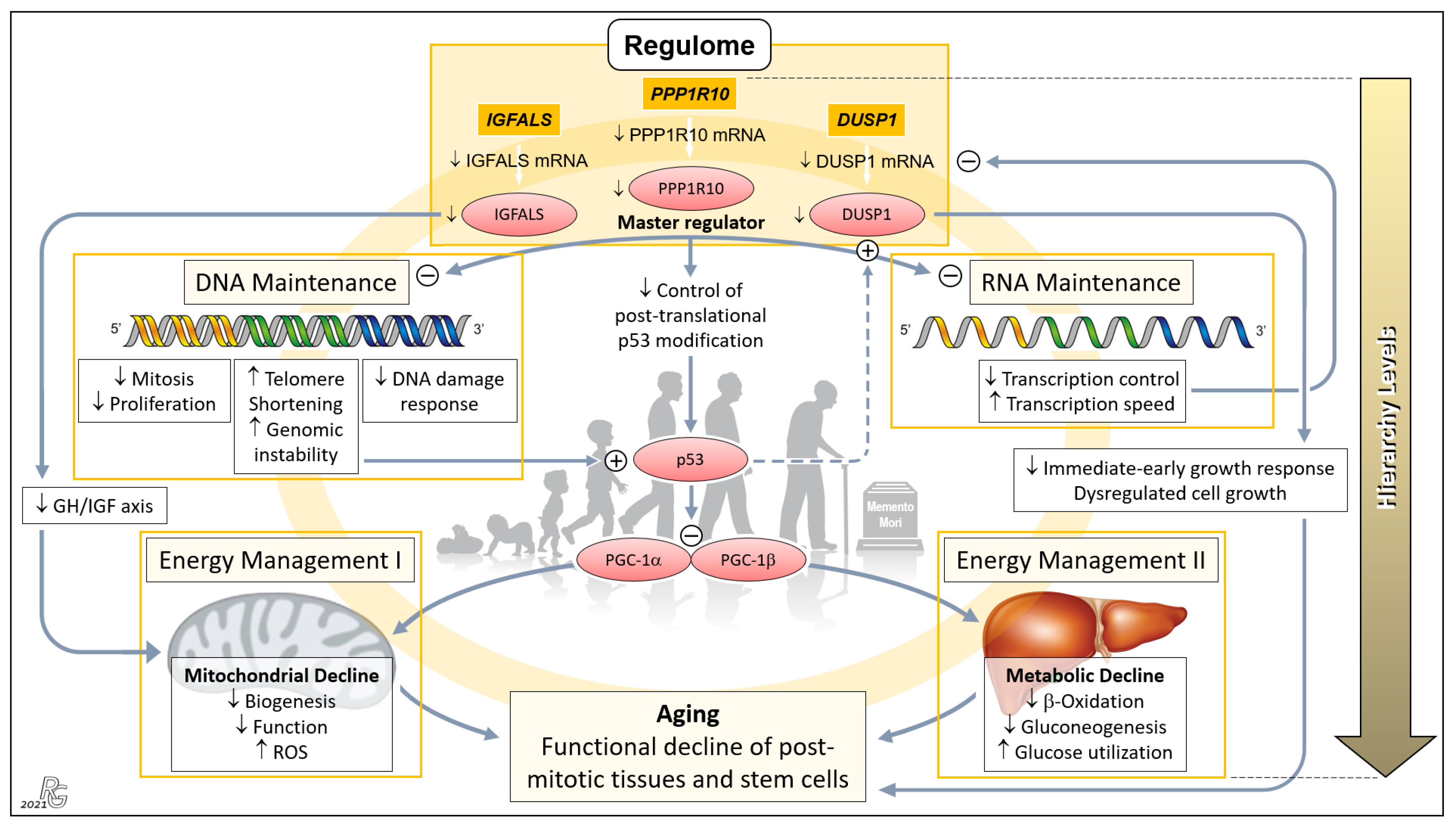 Pharmaceutics 13 02009 g004 Pharmaceutics 13 02009 g004