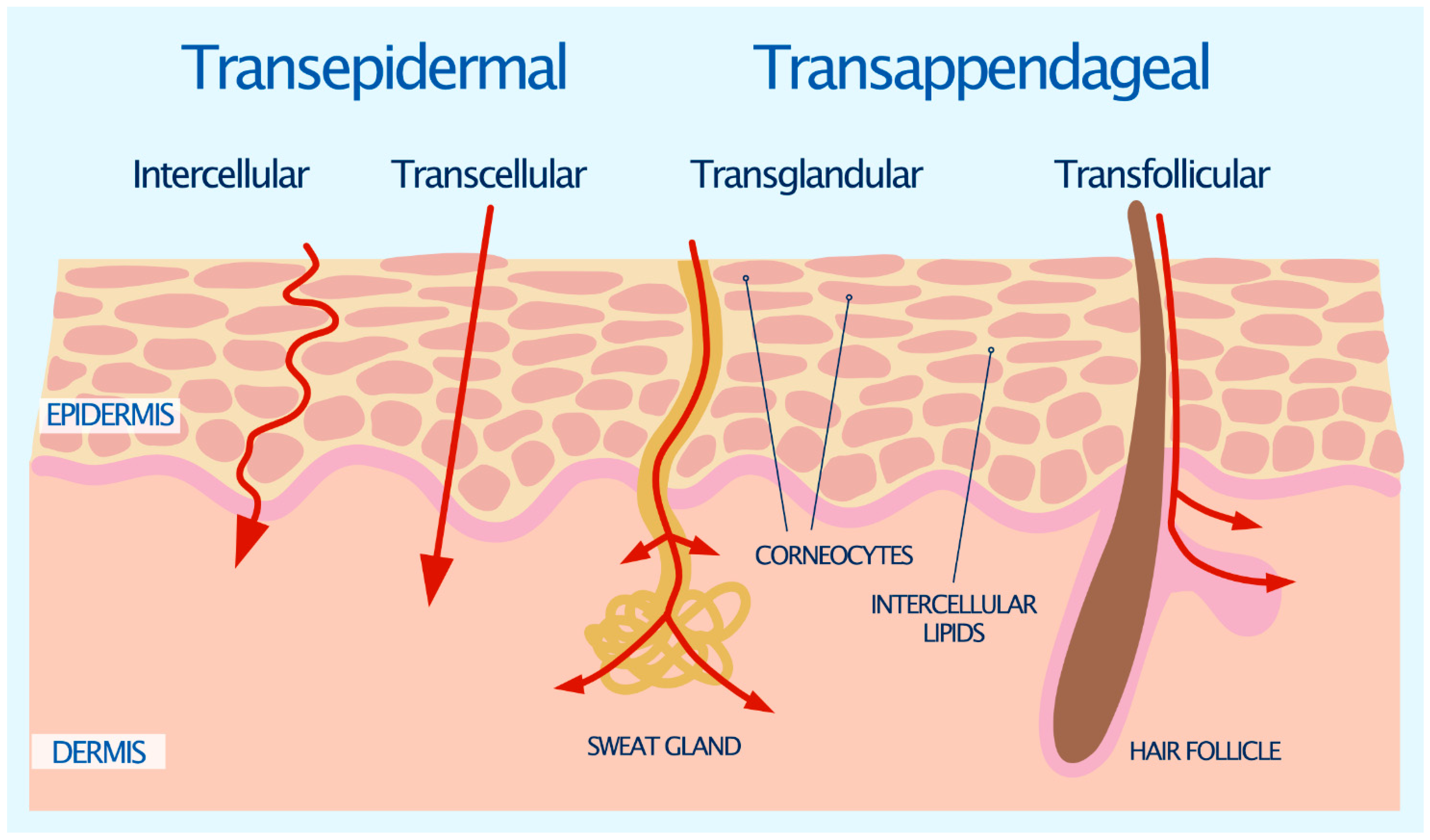 Pharmaceutics 13 02012 g001 550