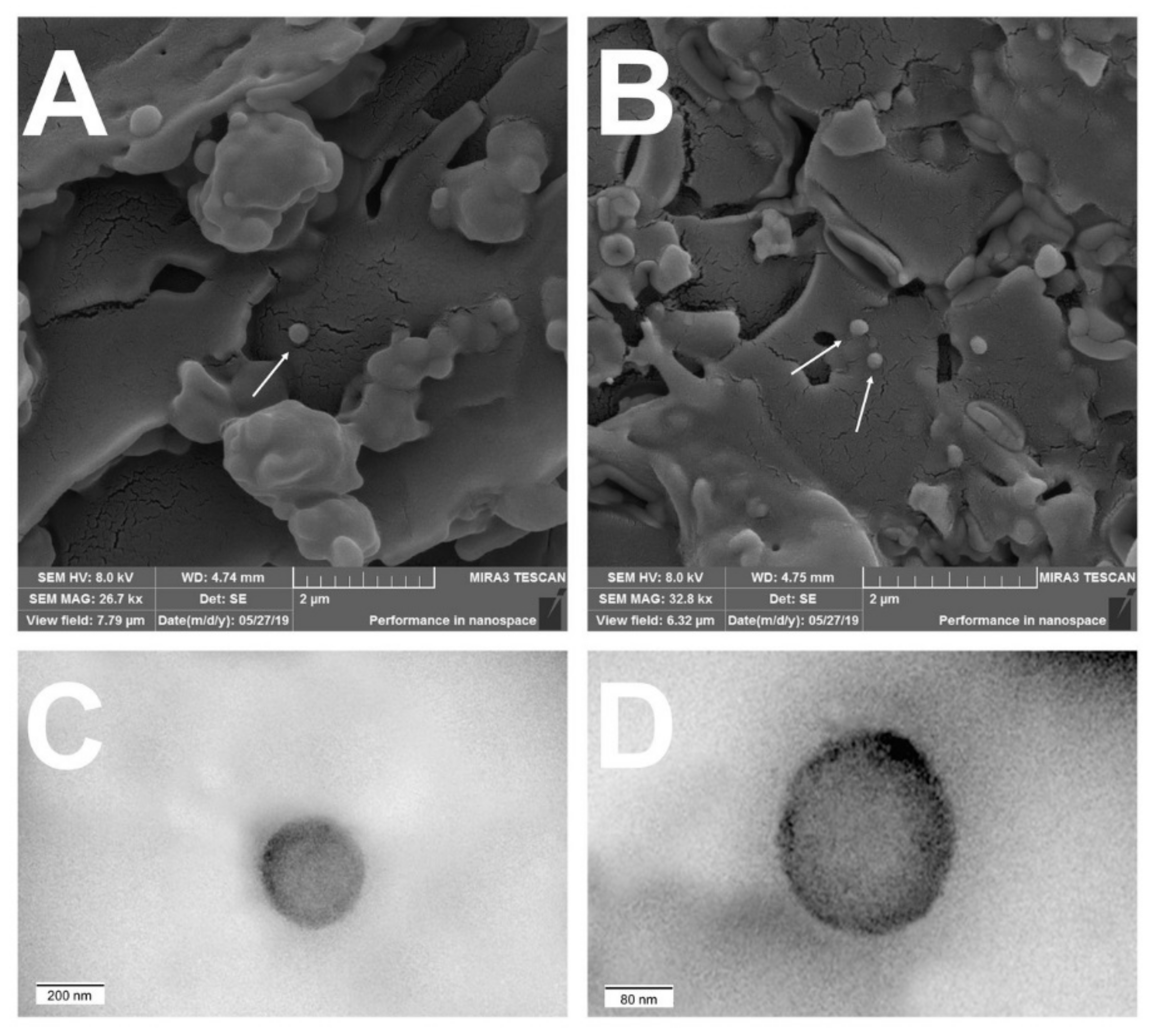 Pharmaceutics 13 02013 g002 Pharmaceutics 13 02013 g002