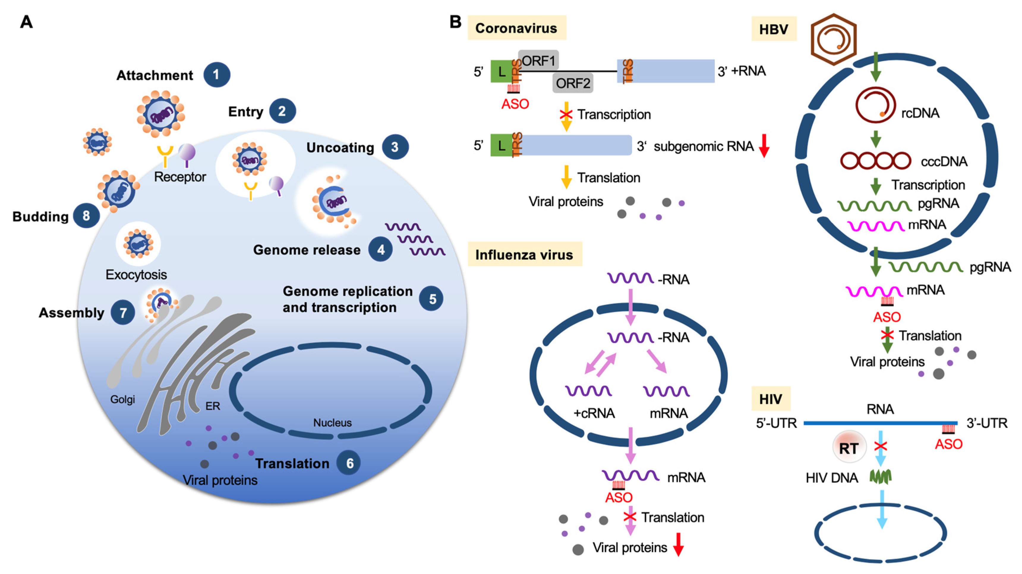 Pharmaceutics 13 02015 g003 550