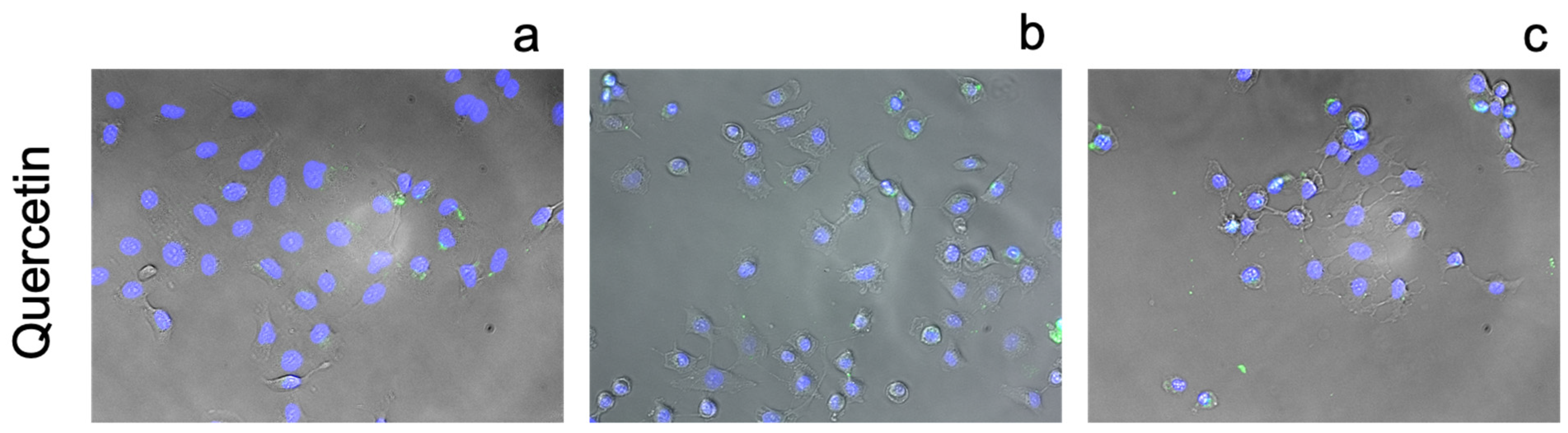 Pharmaceutics 13 02032 g014