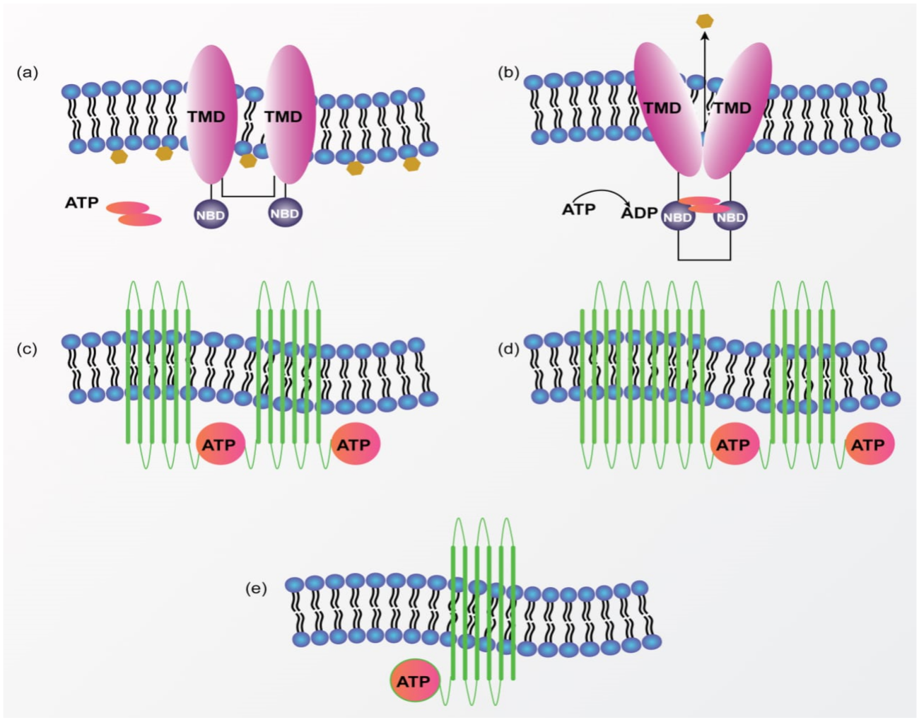 Pharmaceutics 13 02039 g001