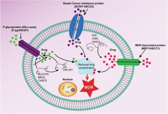 健康・医学 Receptor Based Solutions Novel Cross-Cancer Hub Genes in Doxorubicin Resistance Identified