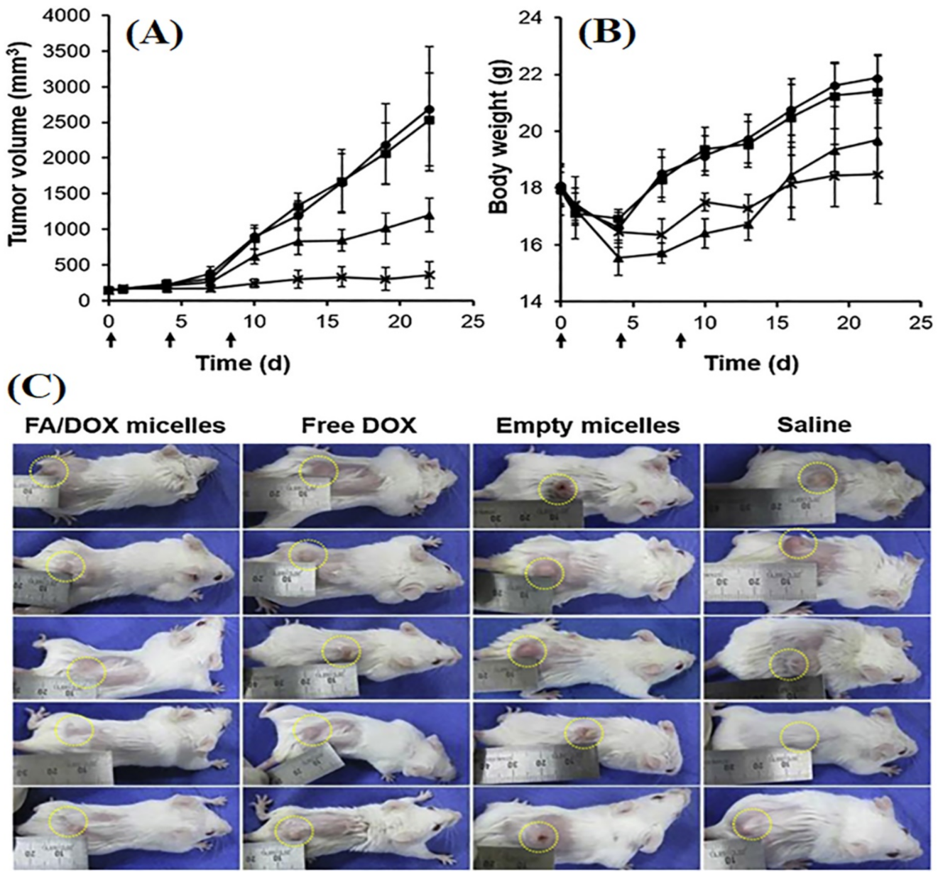 Pharmaceutics 13 02039 g005