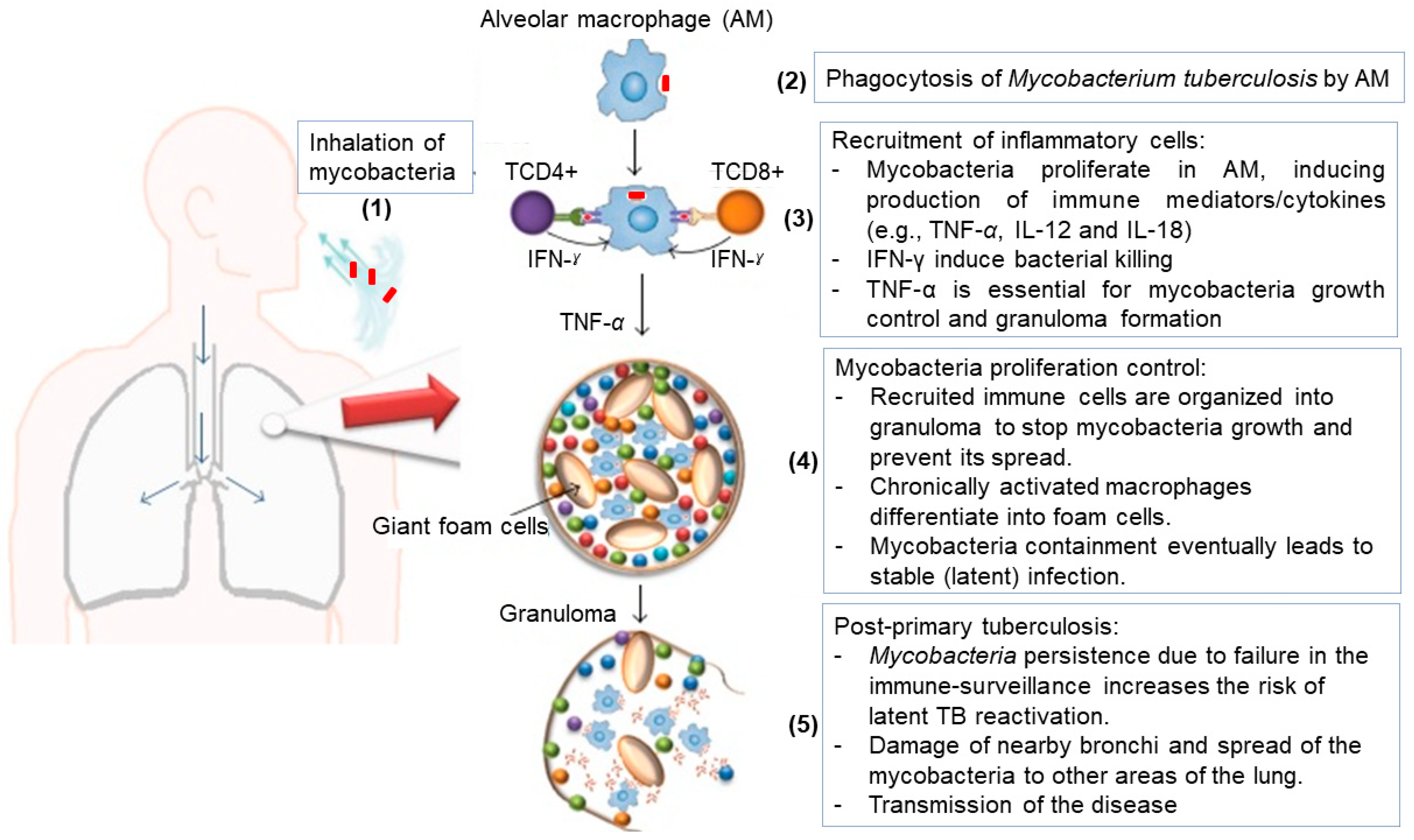 Anti-tuberculosis site-specific oral delivery system that enhances  rifampicin bioavailability in a fixed-dose combination with isoniazid