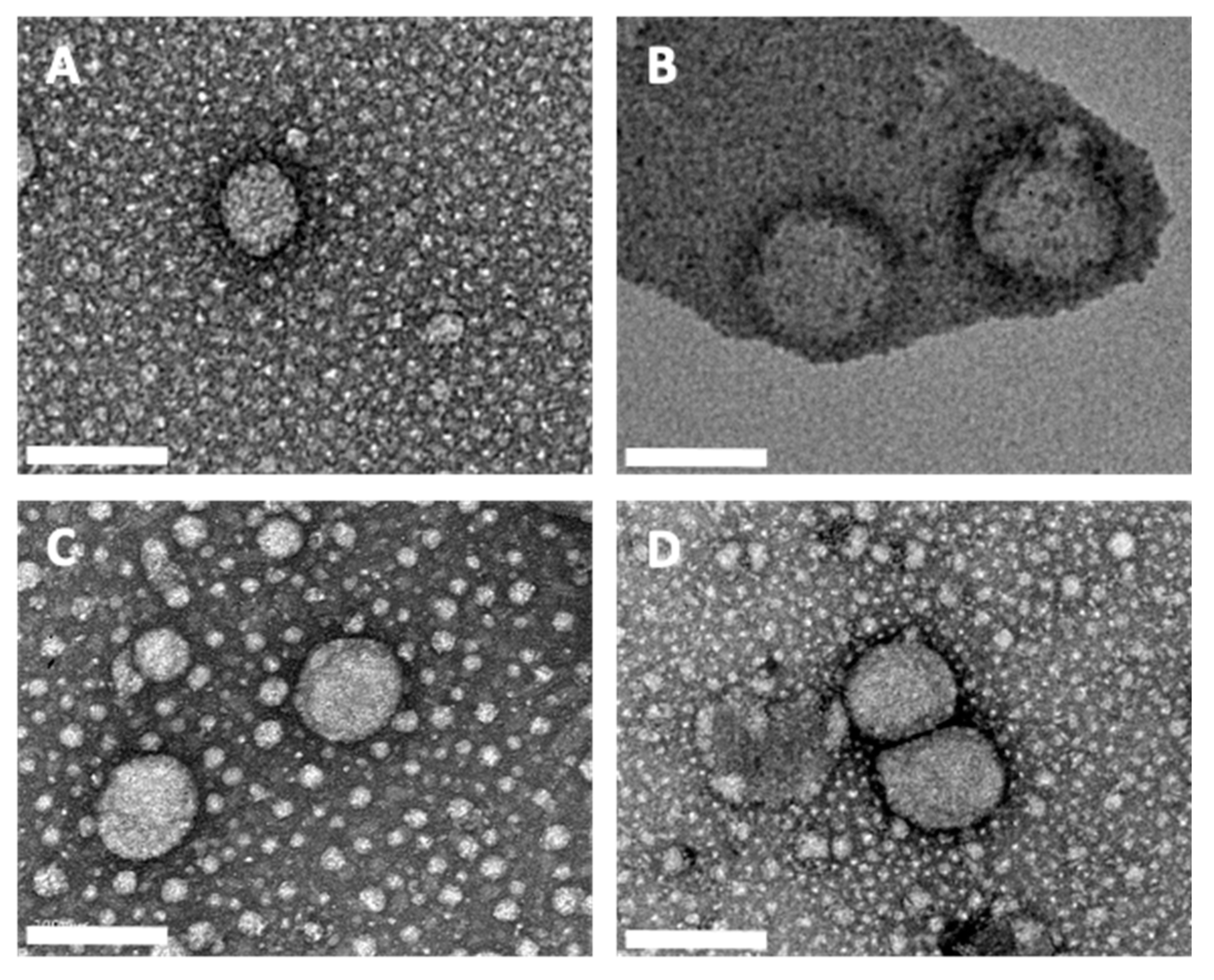 Pharmaceutics 13 02042 g001 550