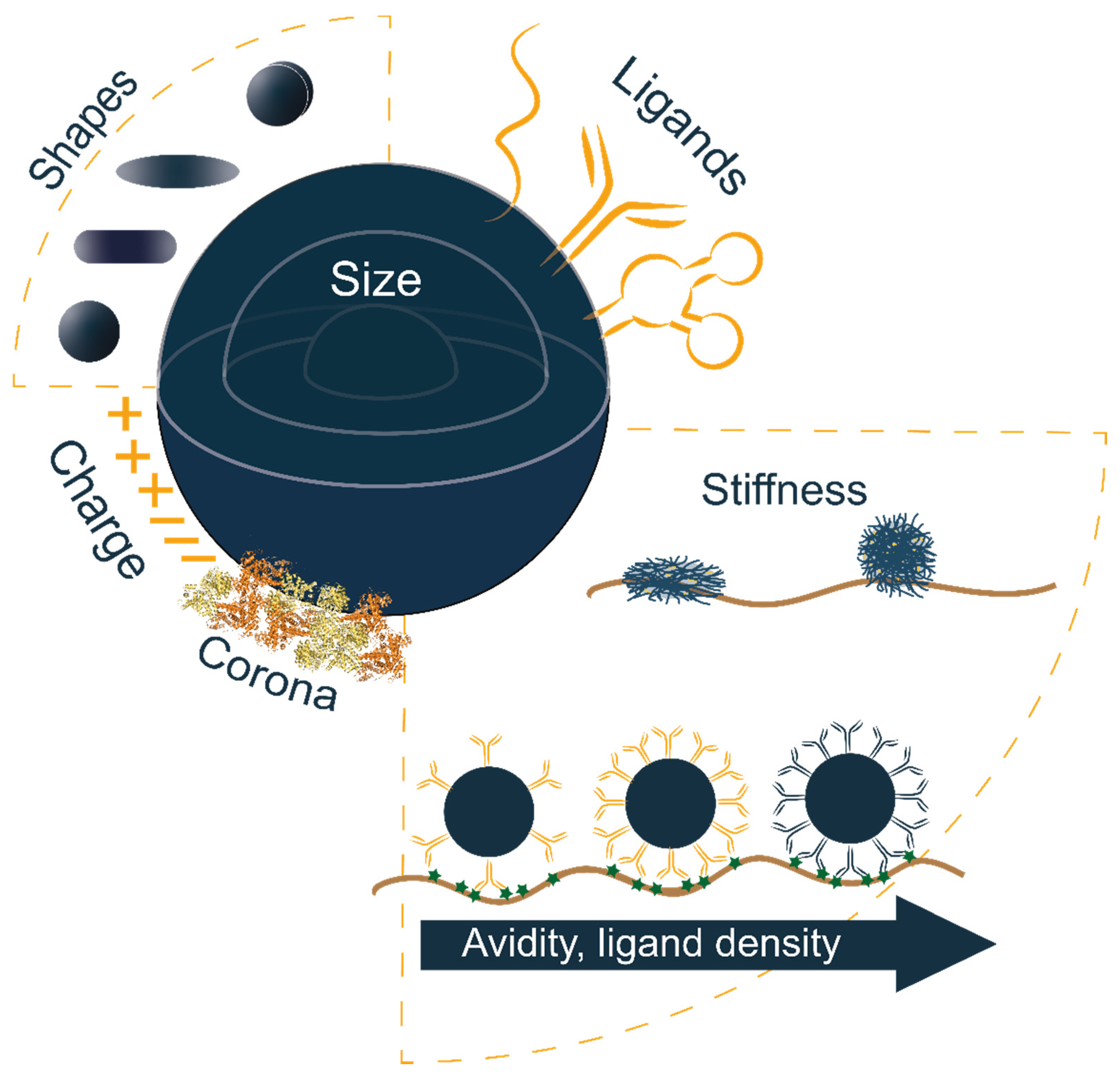 Pharmaceutics 13 02045 g002 550