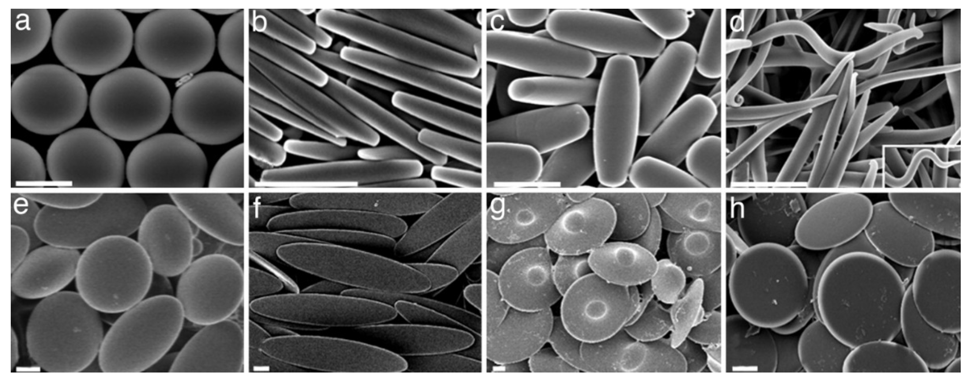 Pharmaceutics 13 02045 g003 550