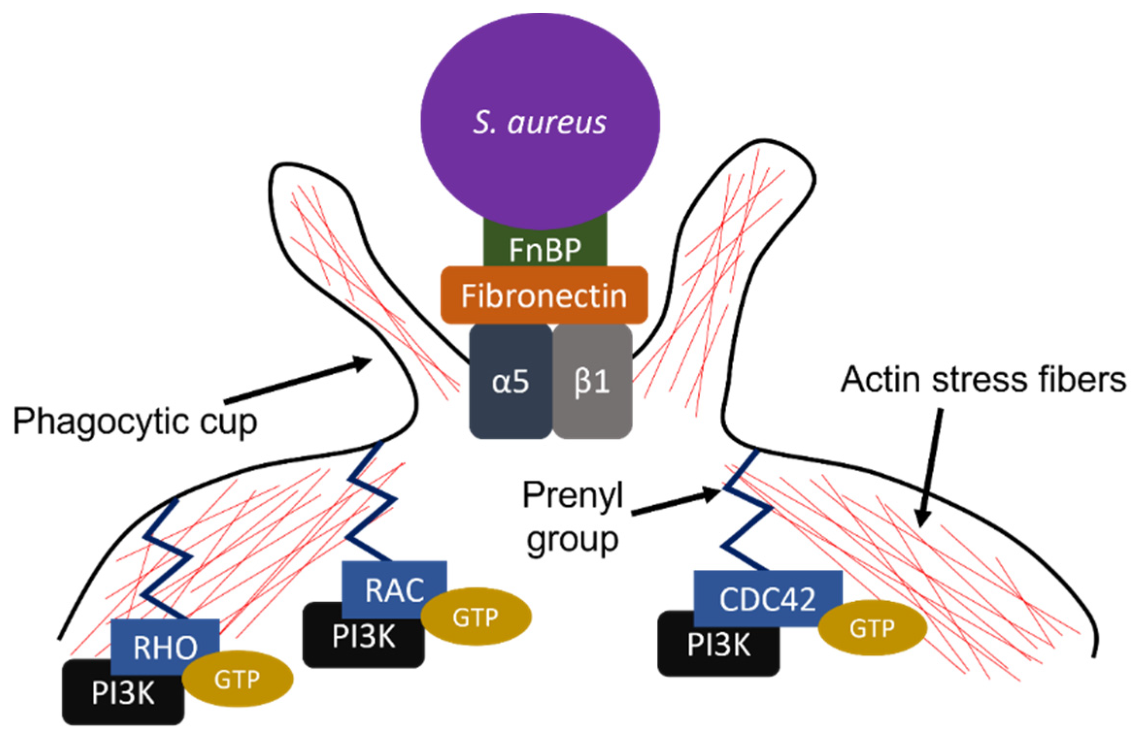Pharmaceutics 13 02047 g001