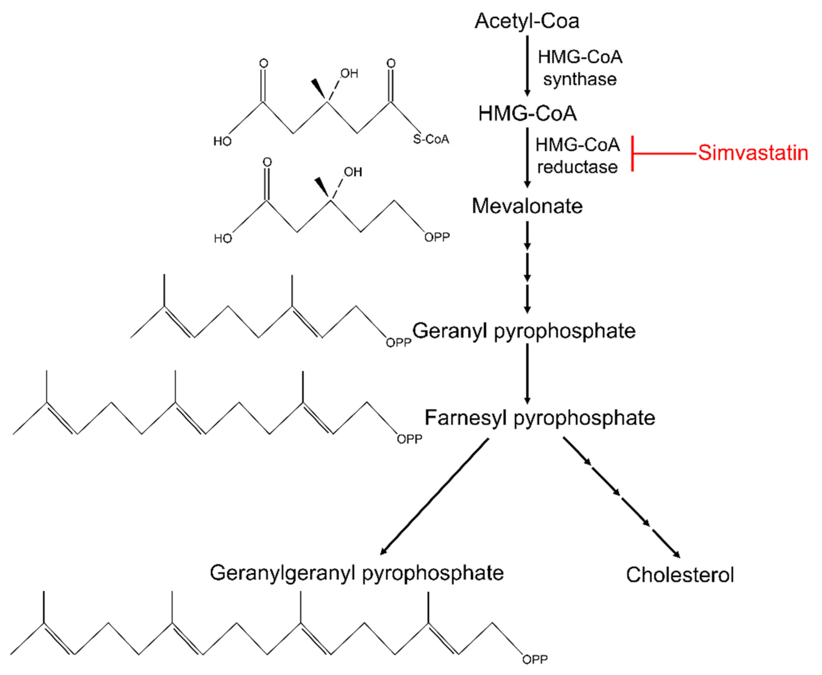 Pharmaceutics 13 02047 g002