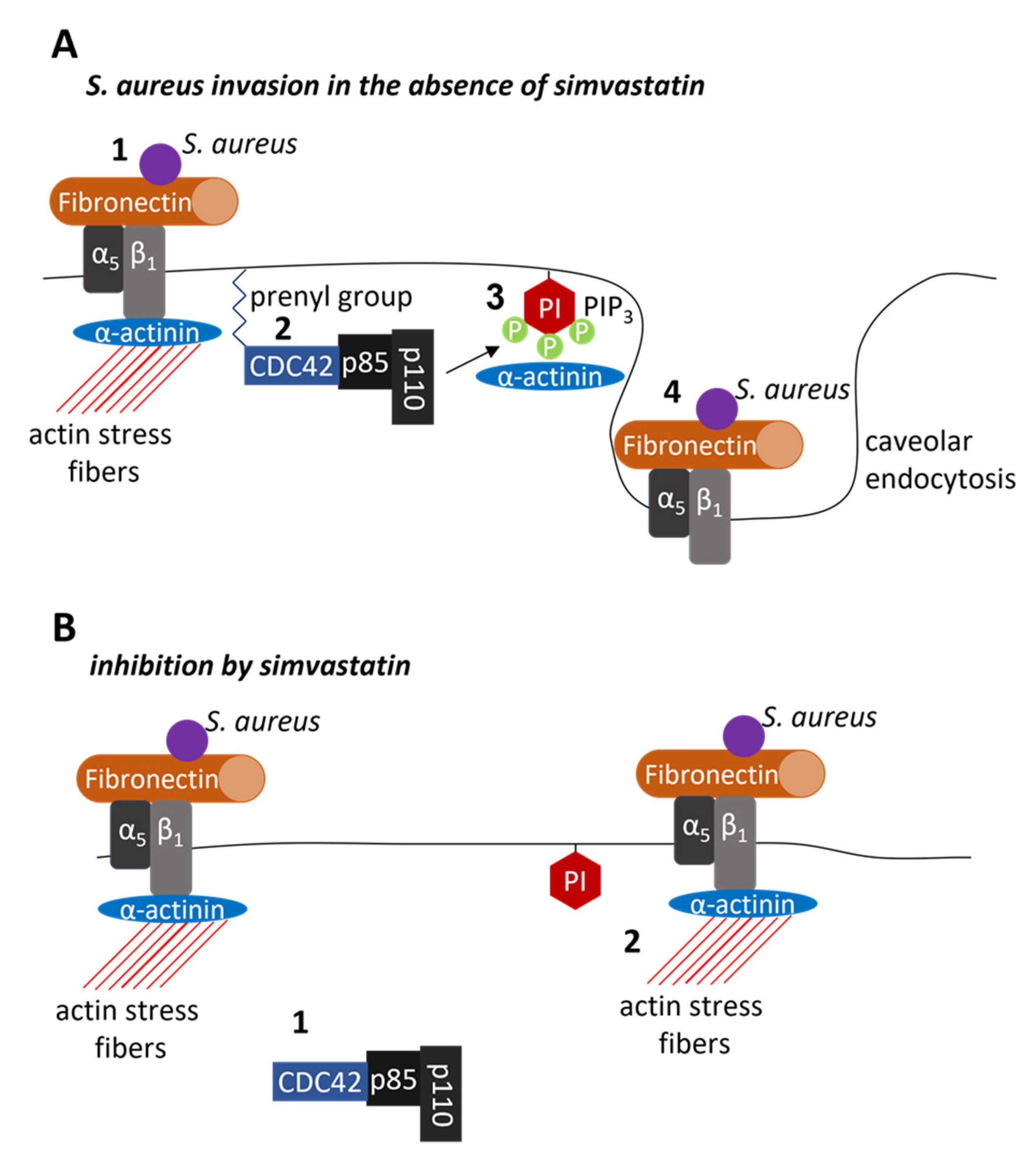 Pharmaceutics 13 02047 g003