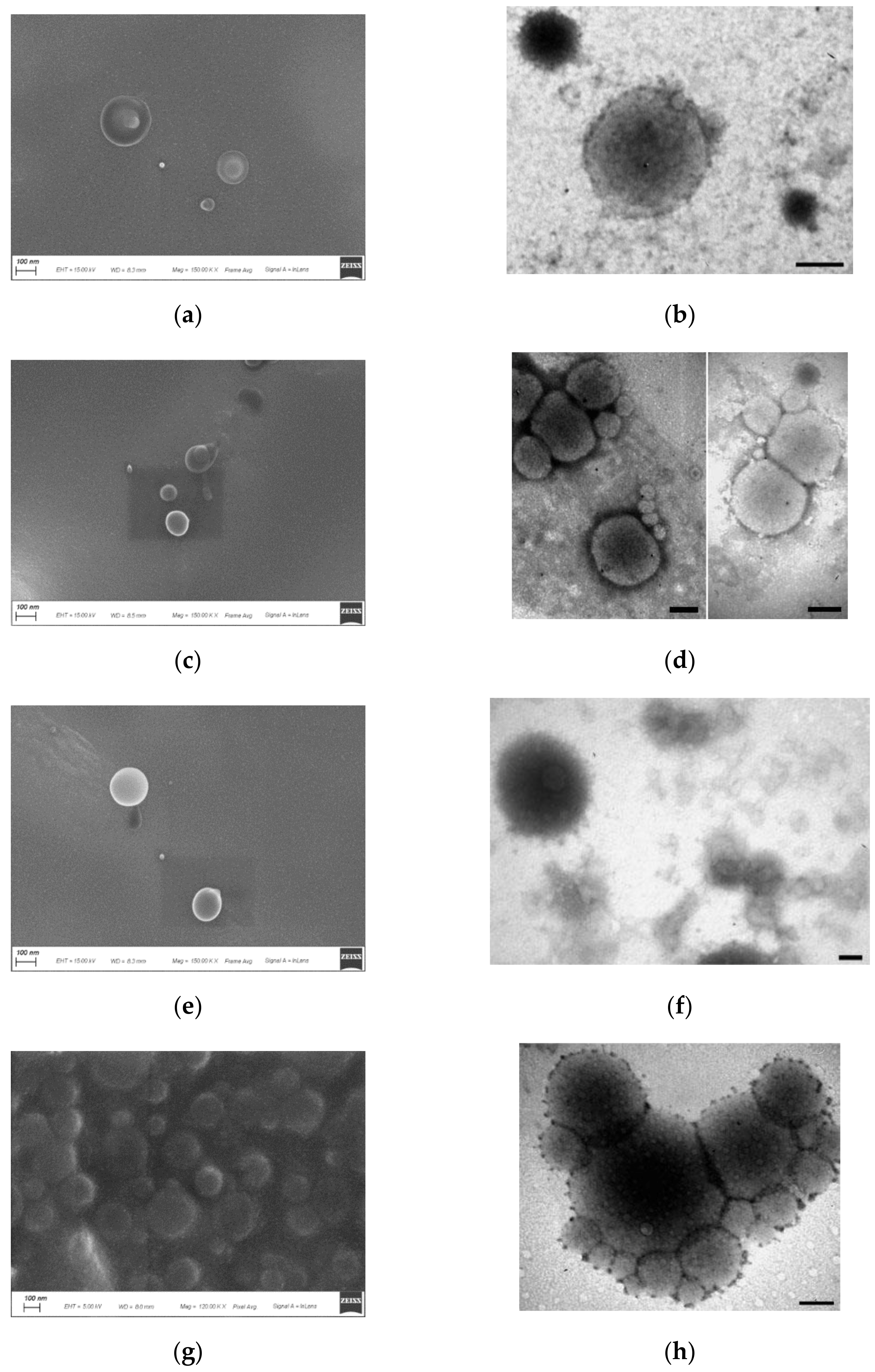 Pharmaceutics 13 02048 g004