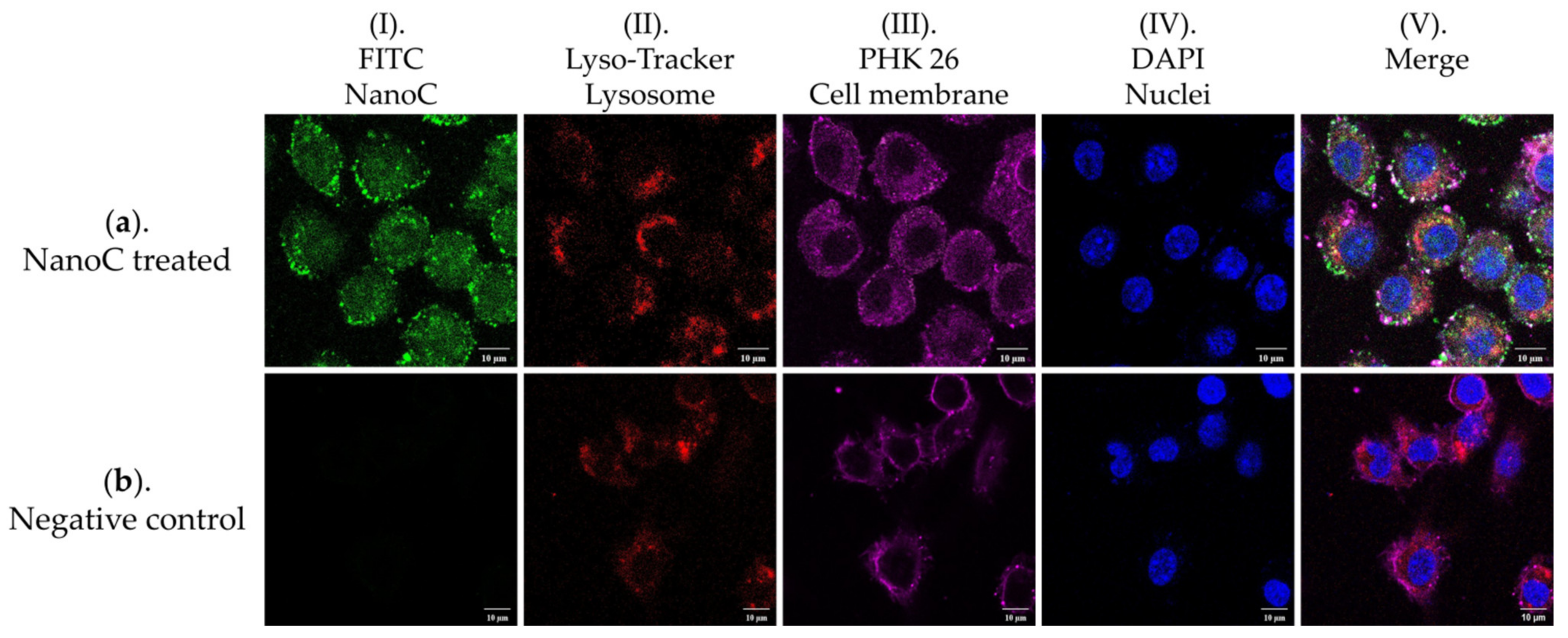 Pharmaceutics 13 02048 g012