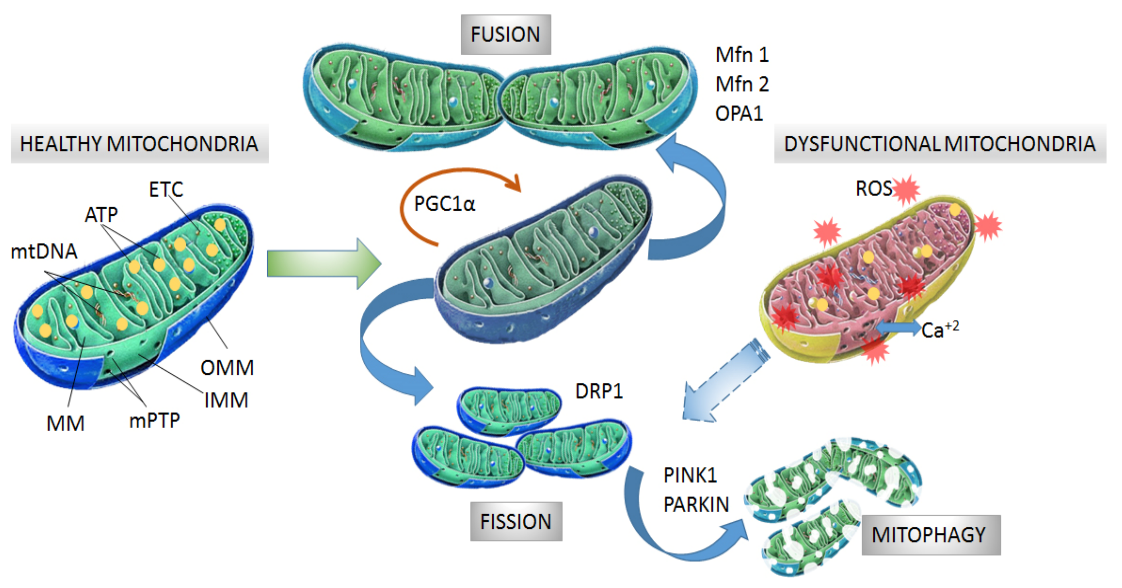 Nanotechnology-Based Drug Delivery Strategies to Repair the