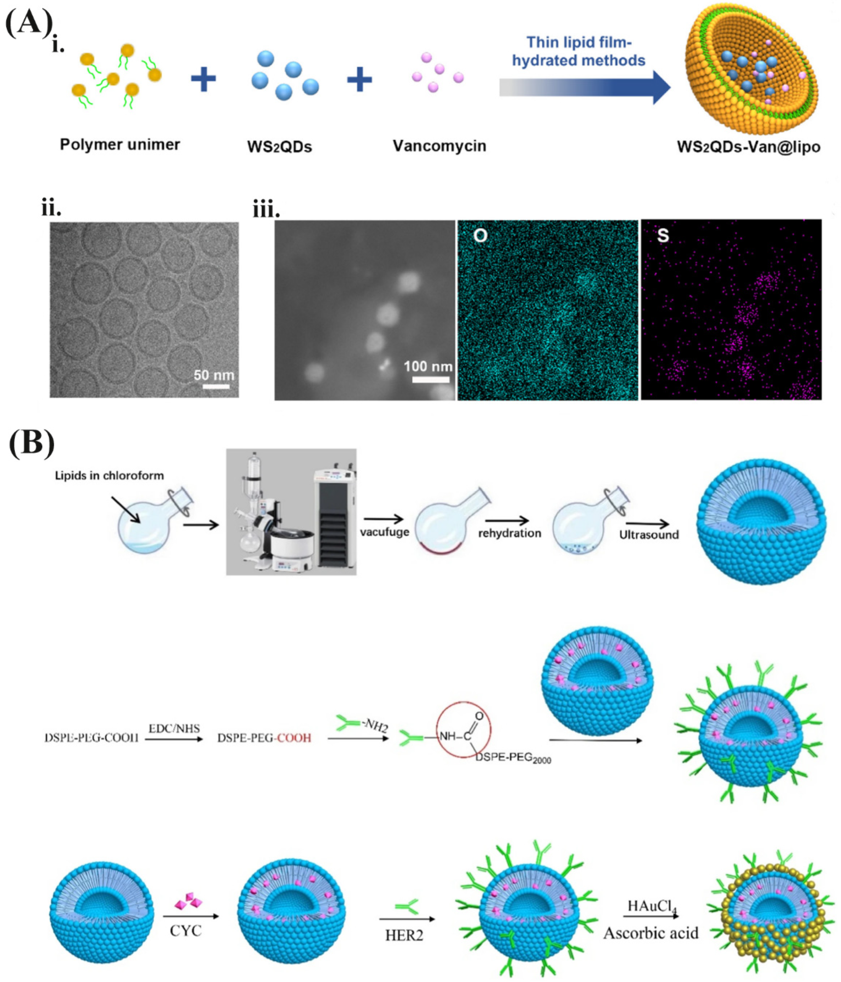 Pharmaceutics 13 02070 g004