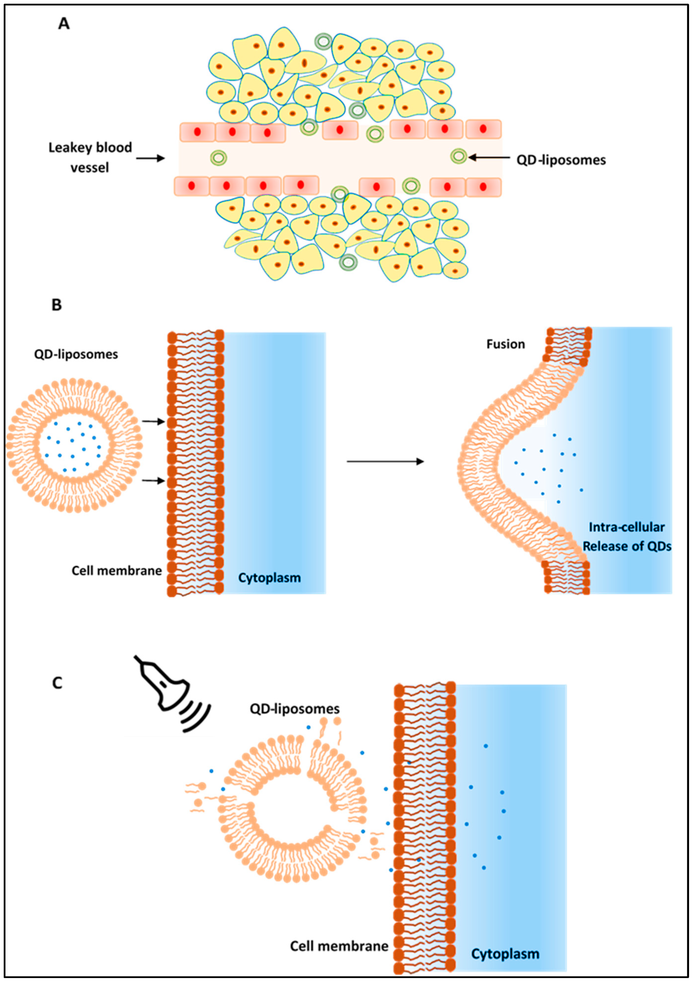 Pharmaceutics 13 02073 g005