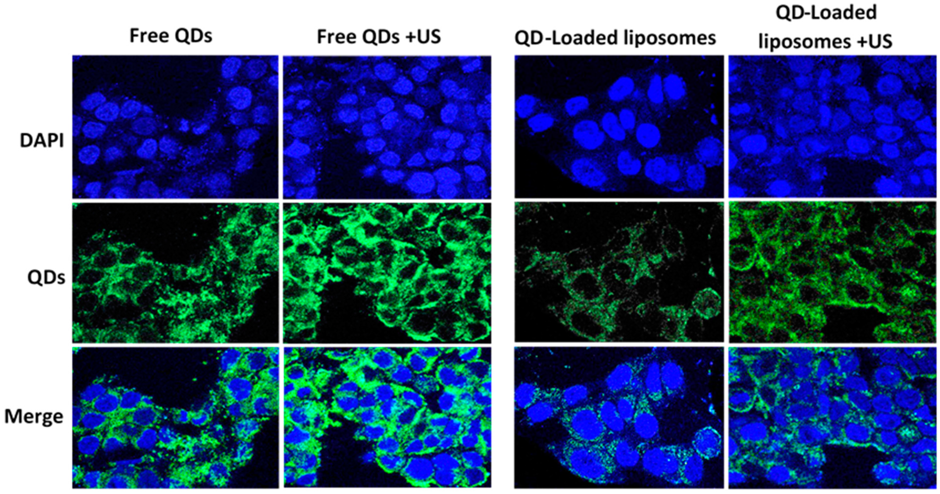 Pharmaceutics 13 02073 g006