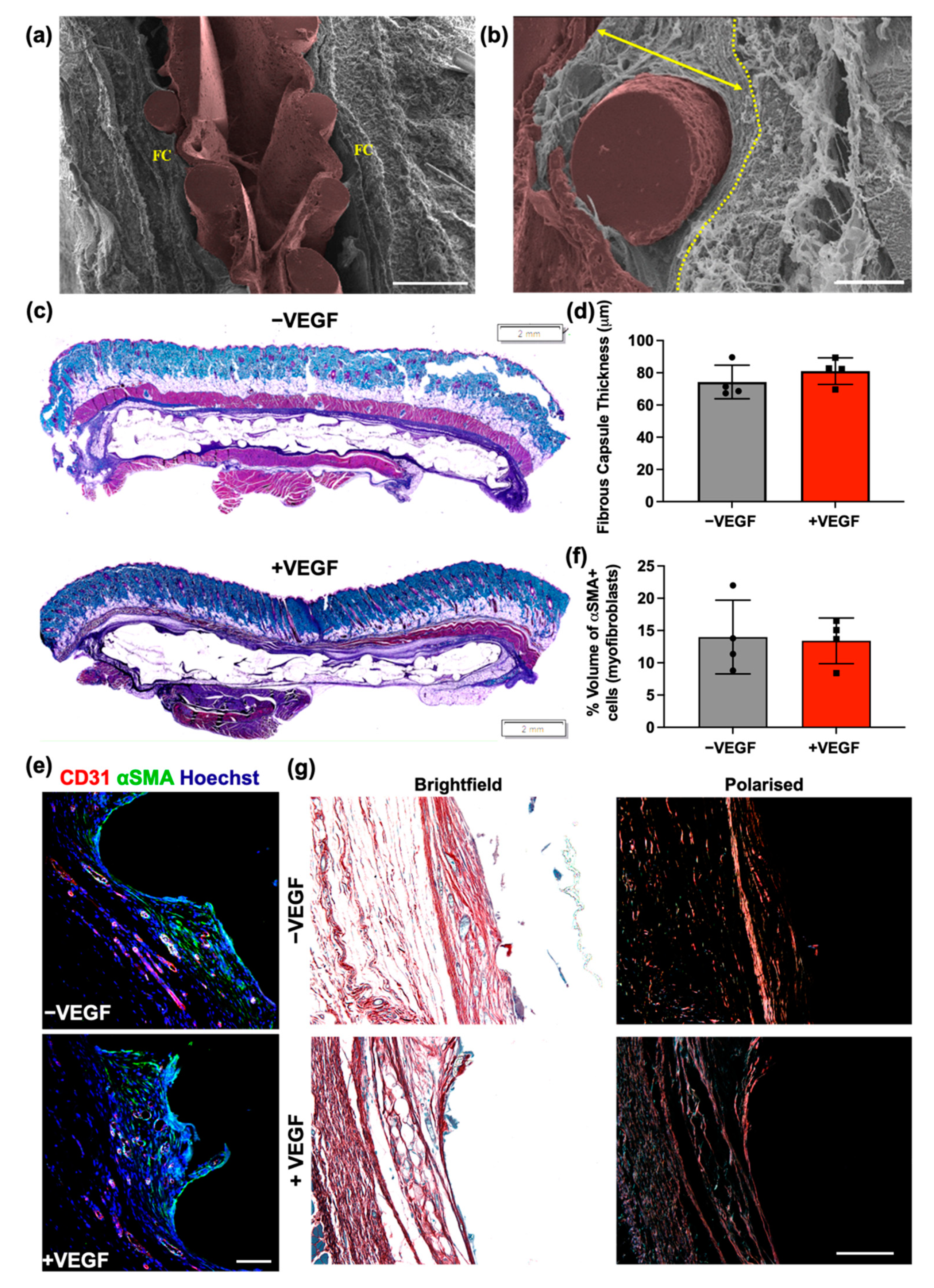 Pharmaceutics 13 02077 g004 550