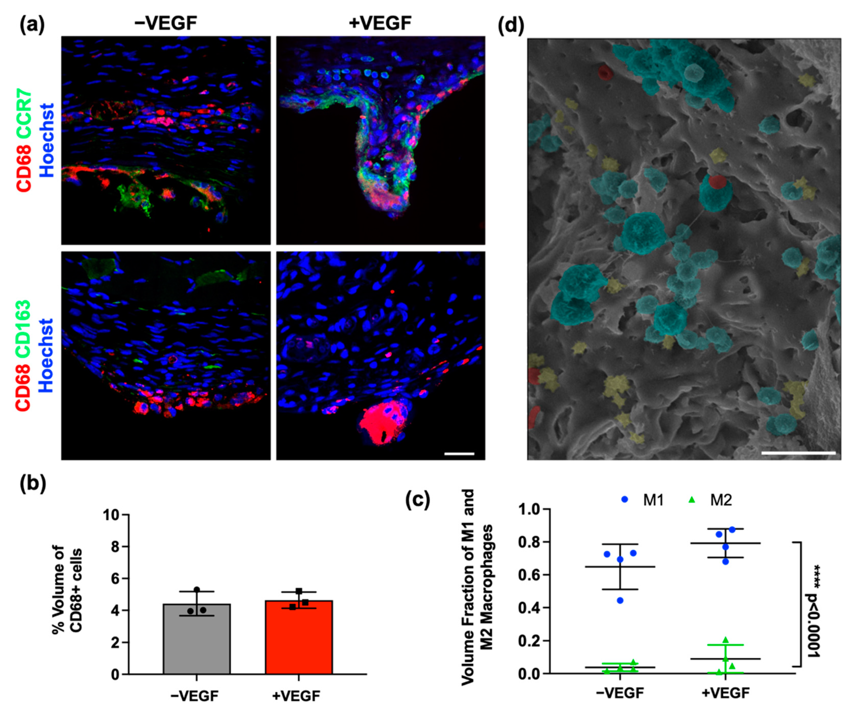 Pharmaceutics 13 02077 g005 550