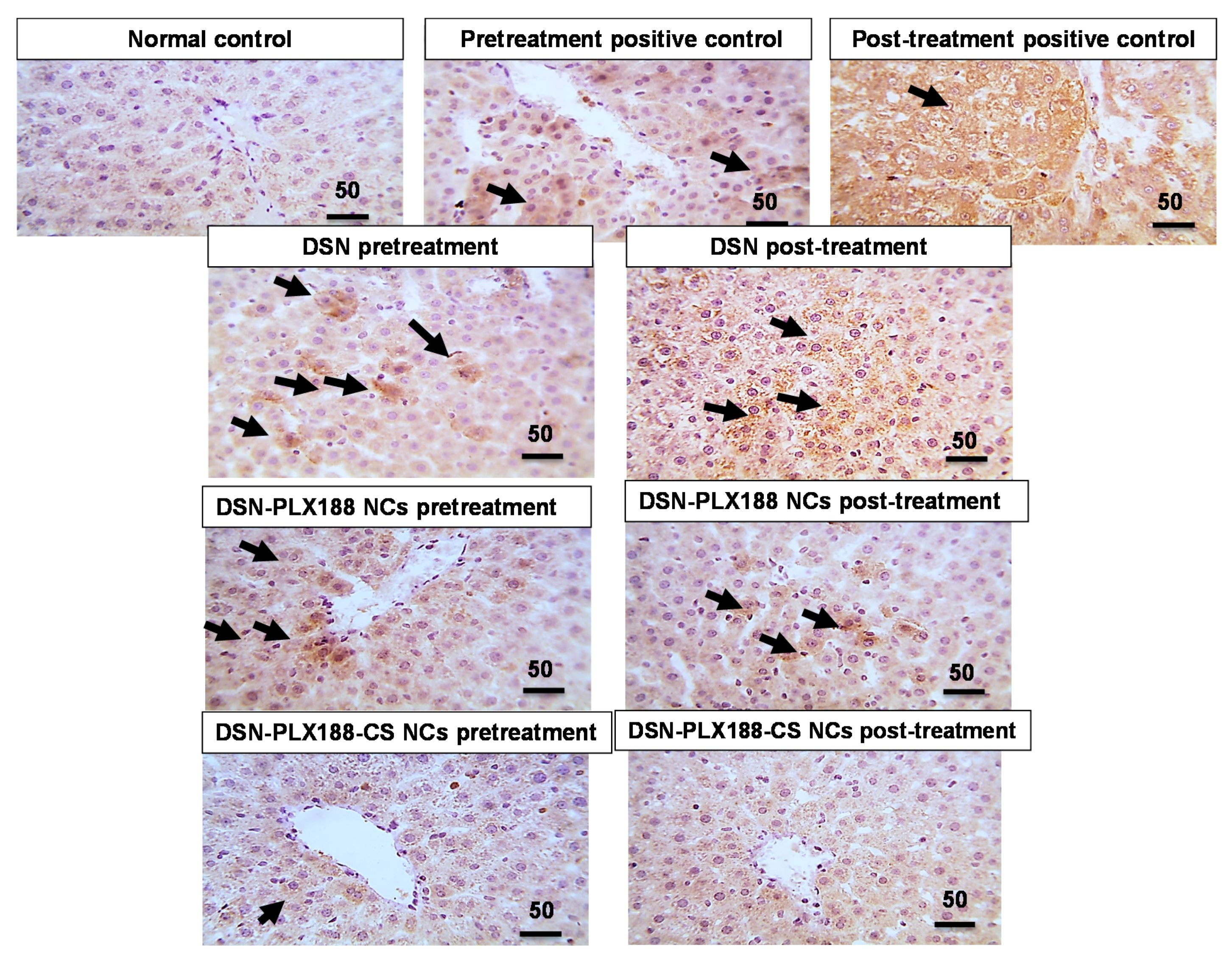 Pharmaceutics 13 02087 g010