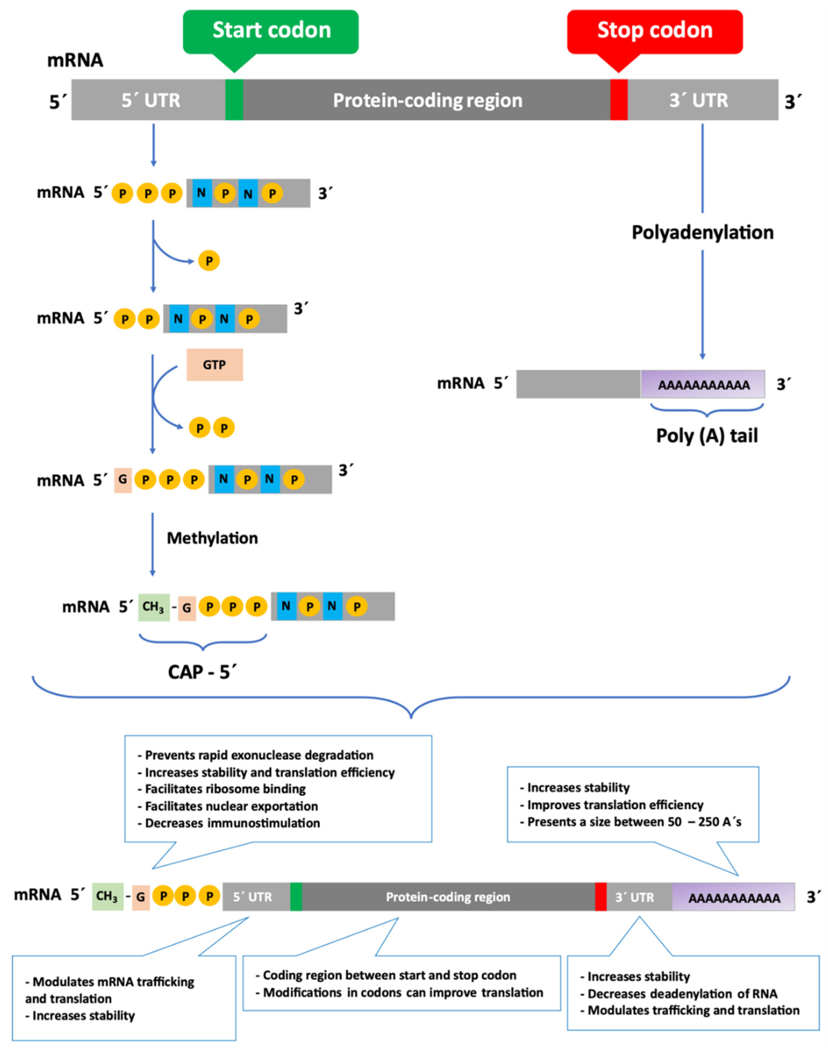 Pharmaceutics 13 02090 g001 Pharmaceutics 13 02090 g001