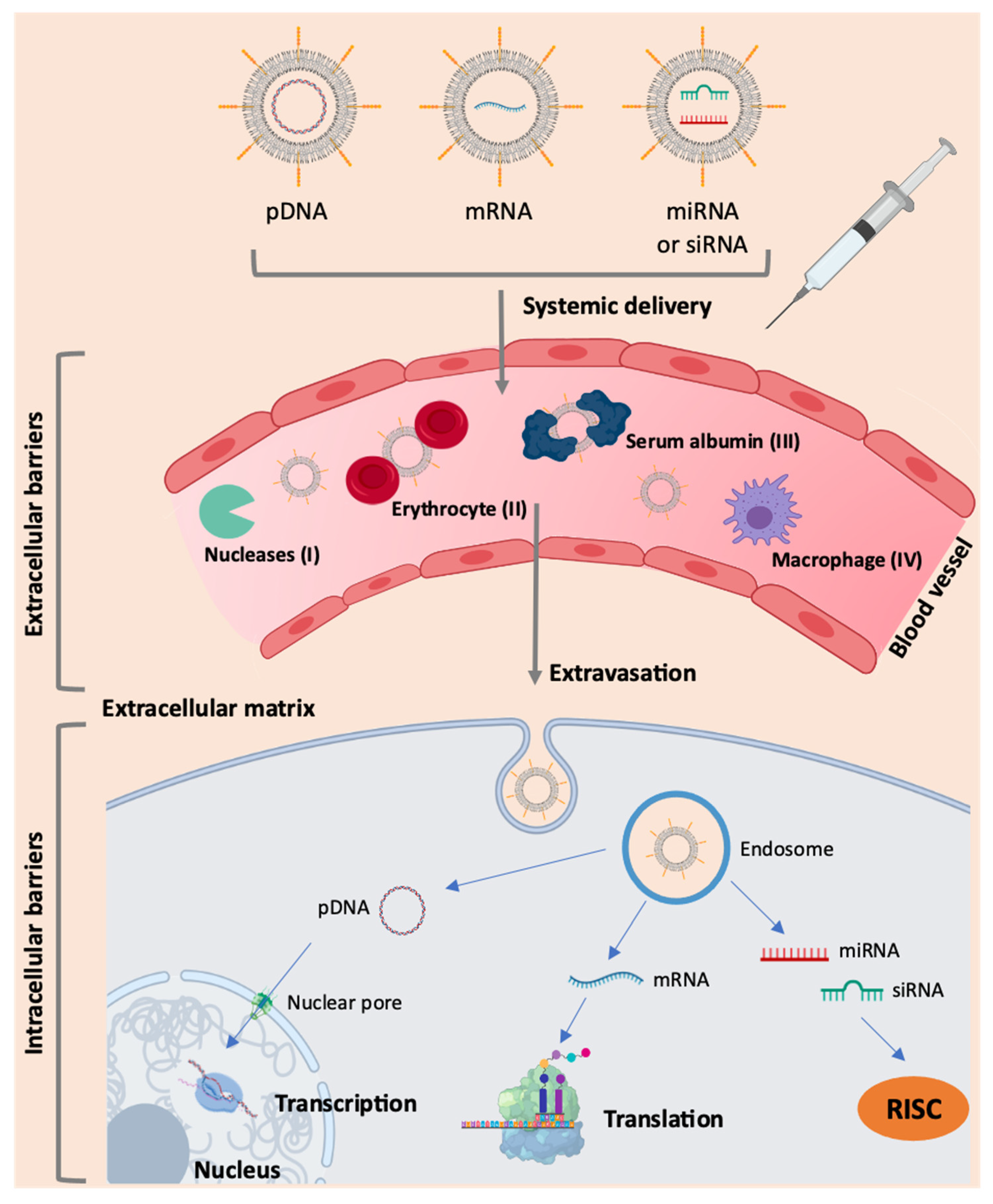 Pharmaceutics 13 02090 g002 Pharmaceutics 13 02090 g002
