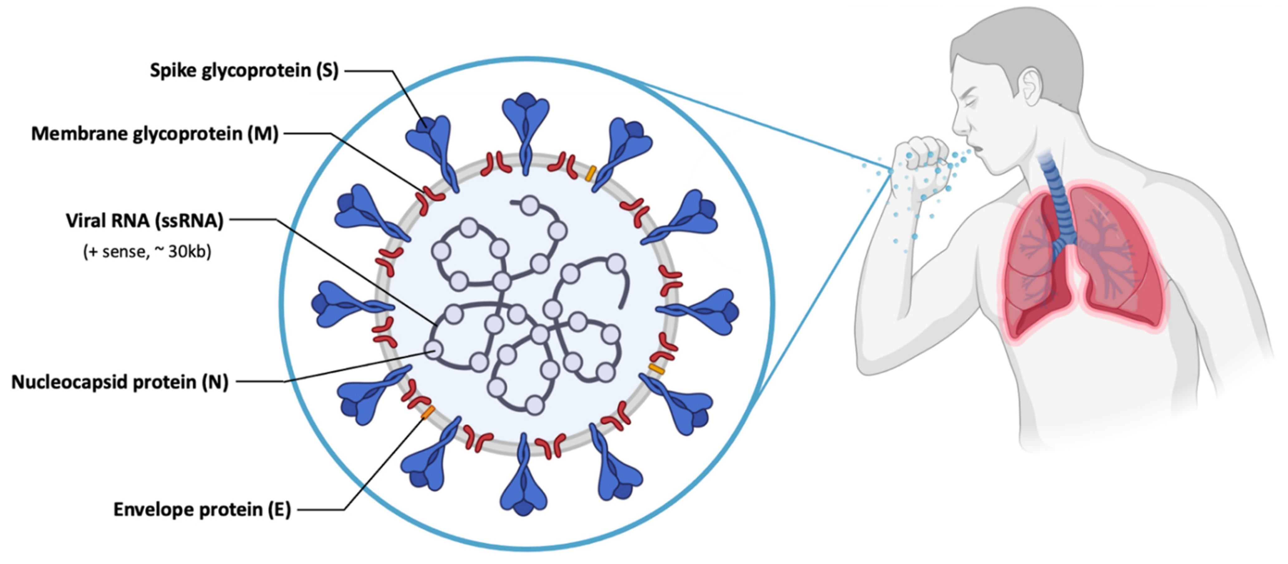 Pharmaceutics 13 02090 g007 Pharmaceutics 13 02090 g007