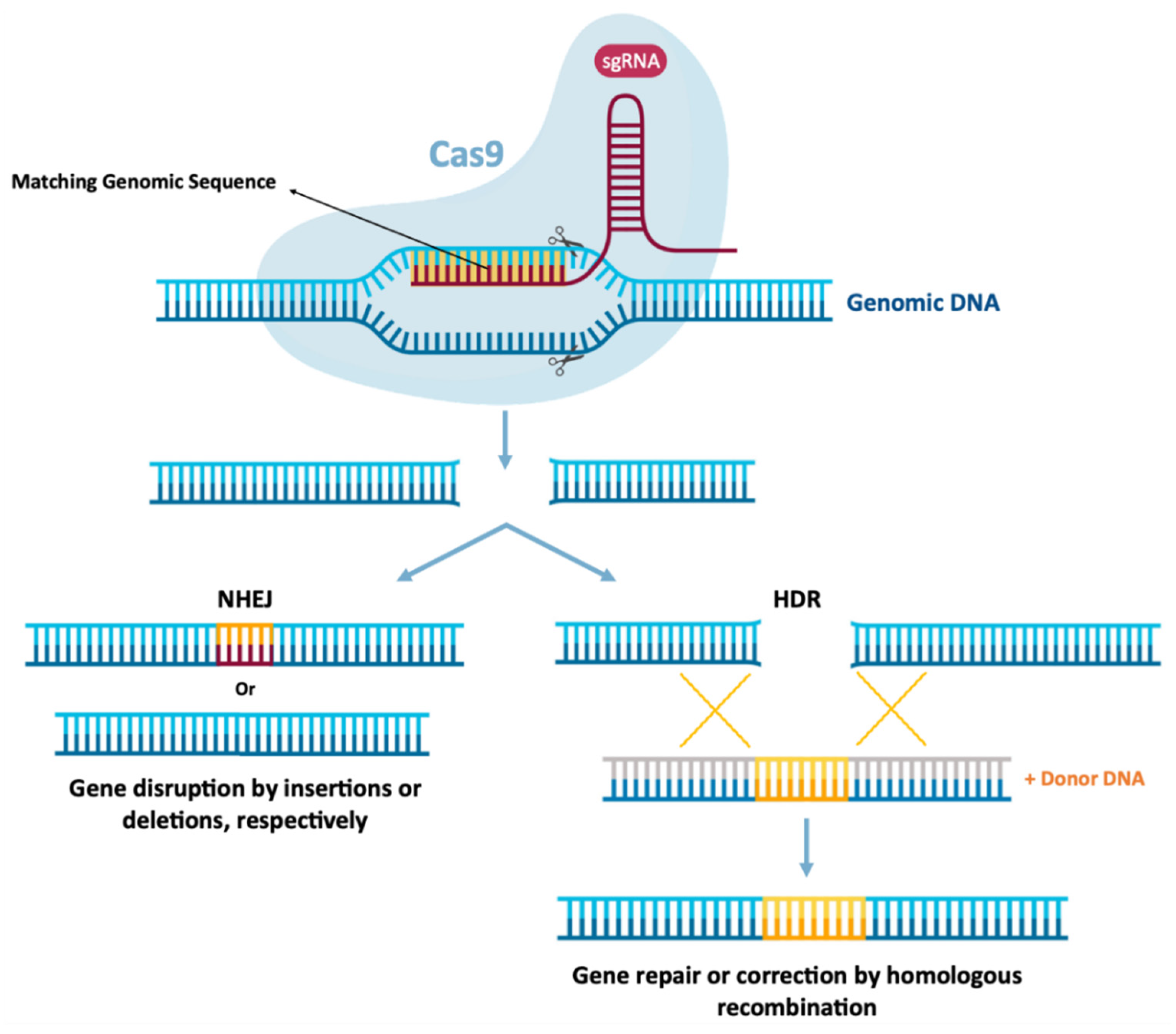 Pharmaceutics 13 02090 g009 Pharmaceutics 13 02090 g009