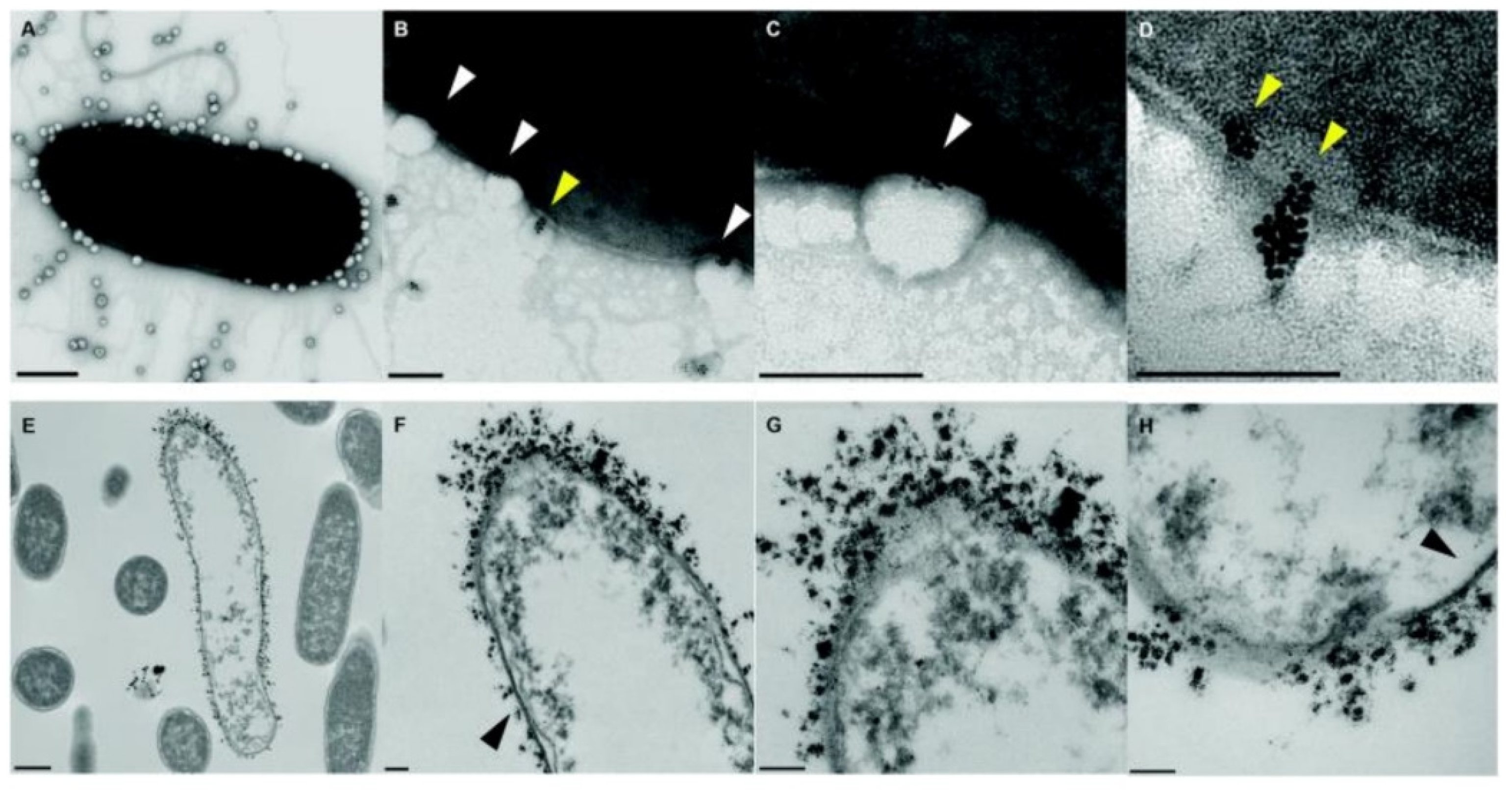 Pharmaceutics 13 02108 g010