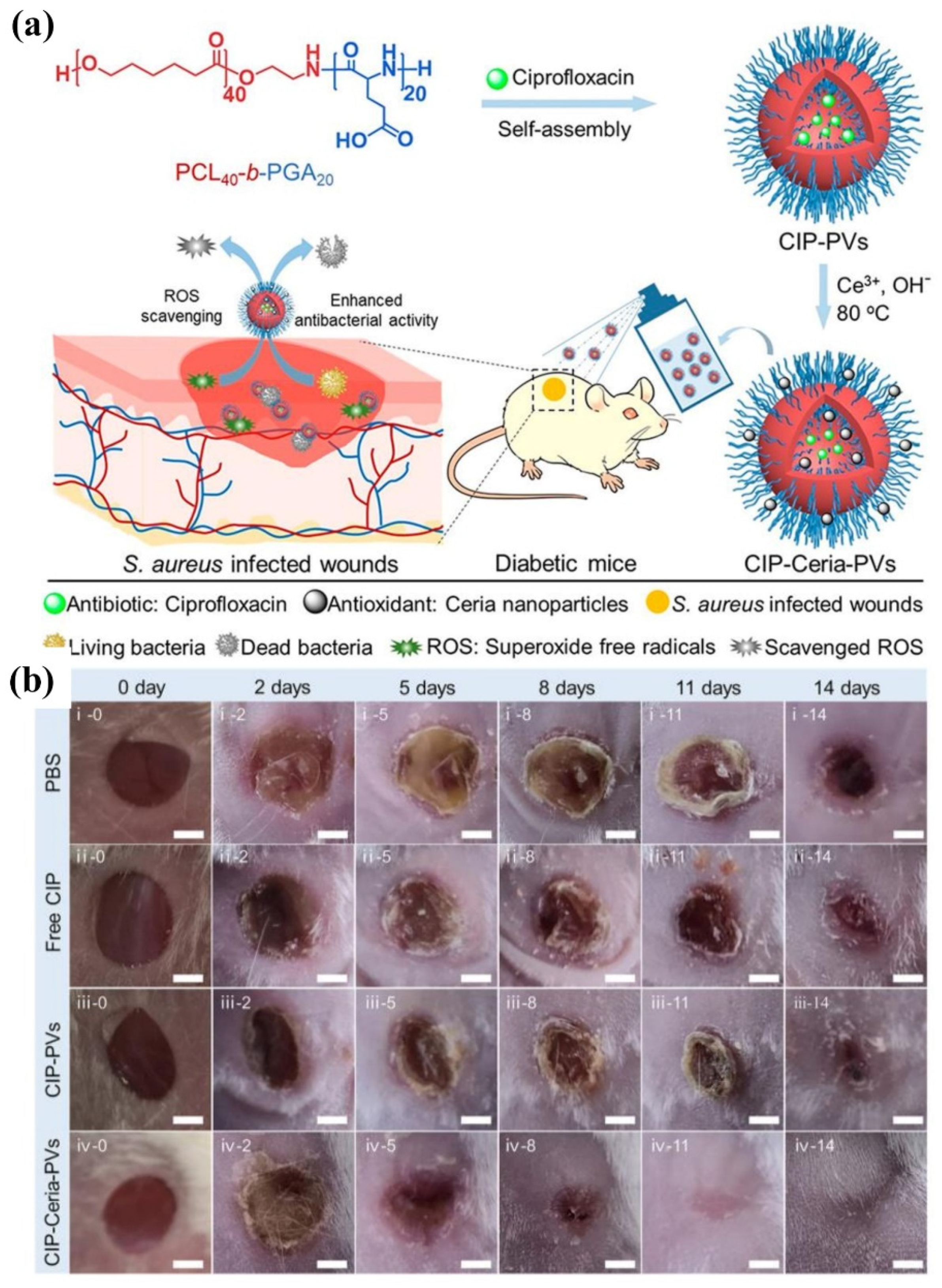 Pharmaceutics  Free Full-Text  Polymeric Nanomaterials for 
