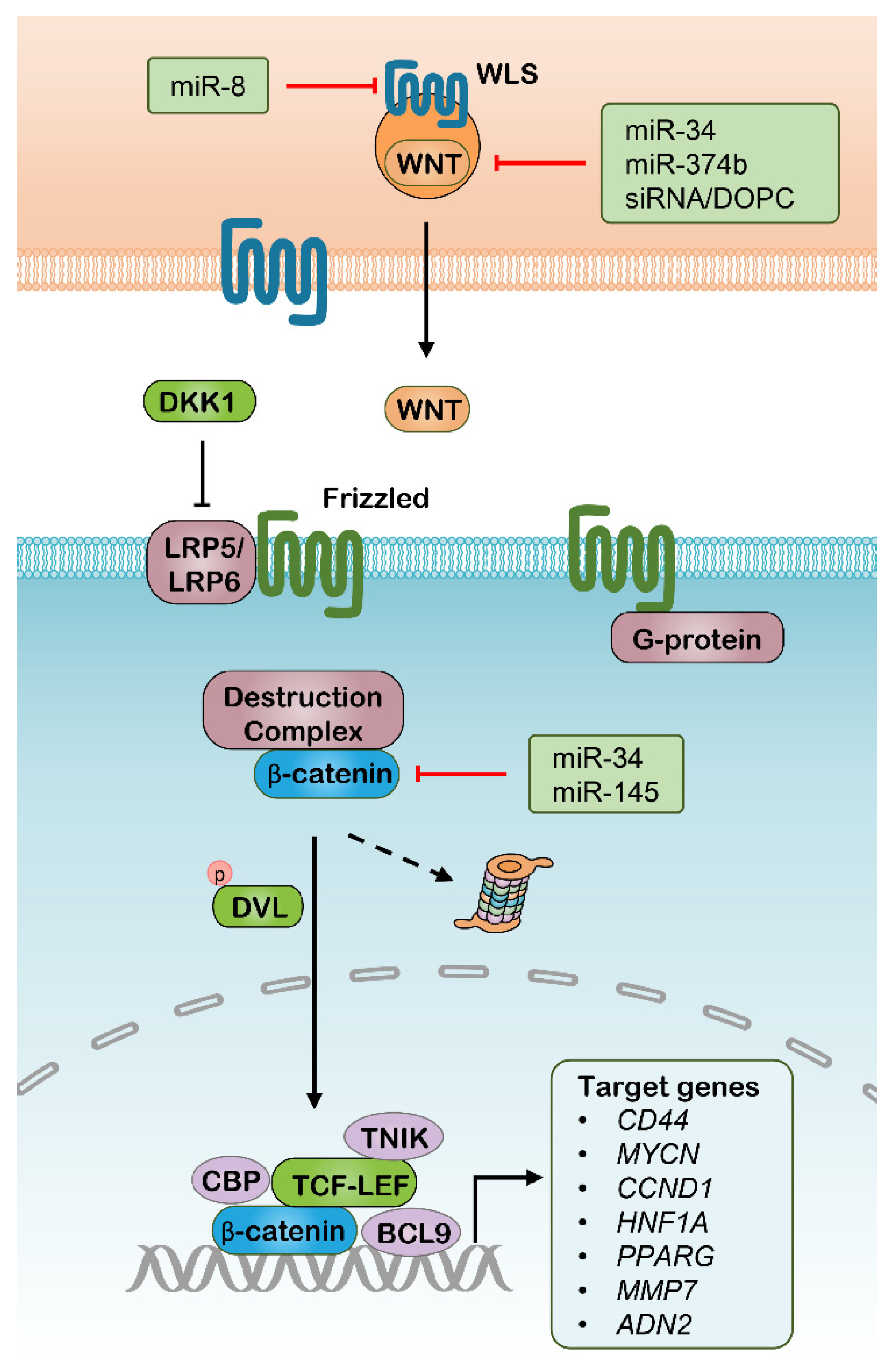 Pharmaceutics 13 02116 g001