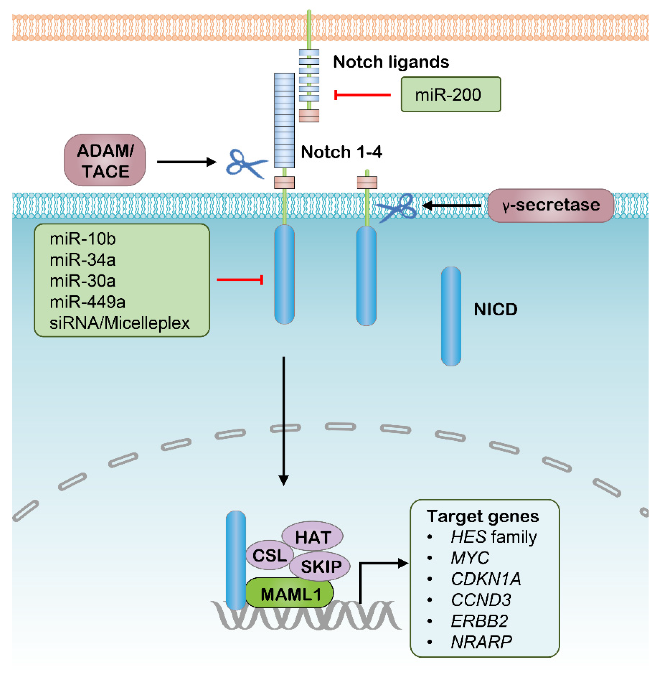 Pharmaceutics 13 02116 g002