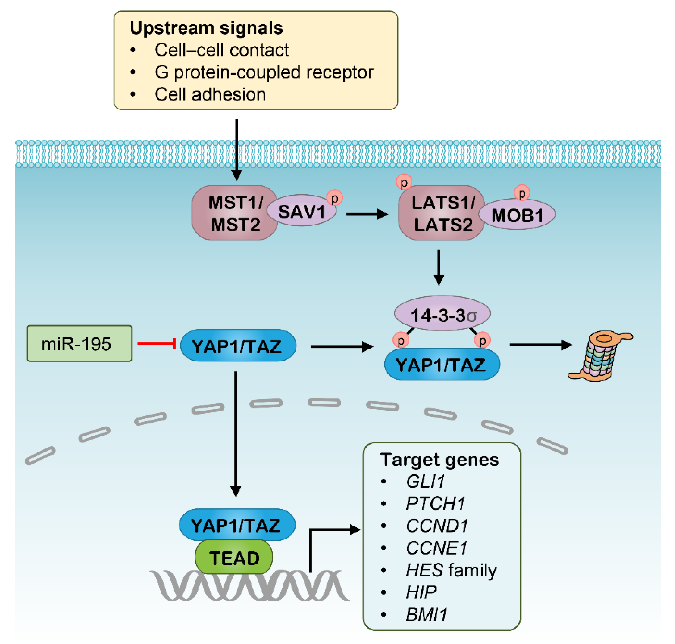 Pharmaceutics 13 02116 g003