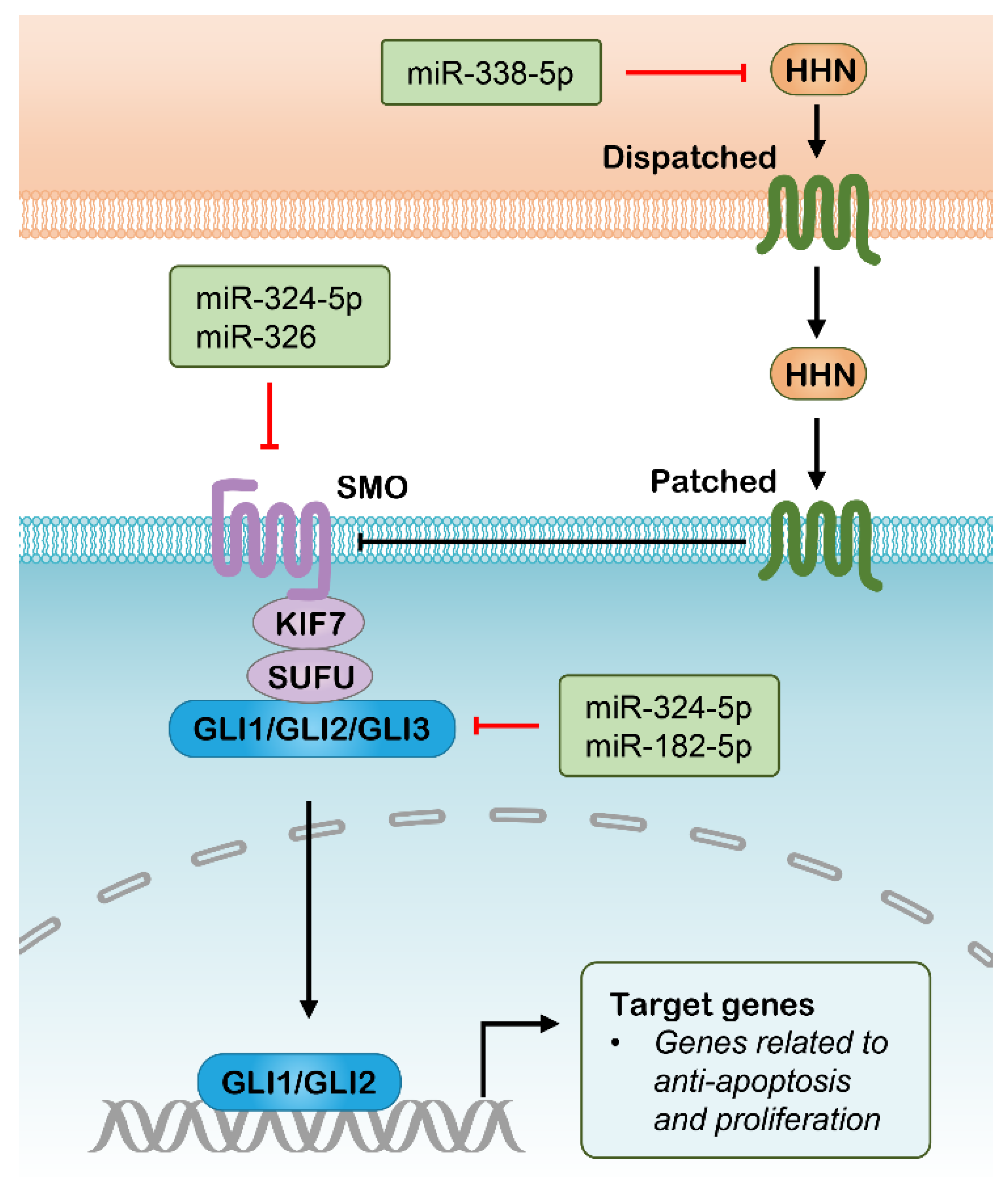 Pharmaceutics 13 02116 g004