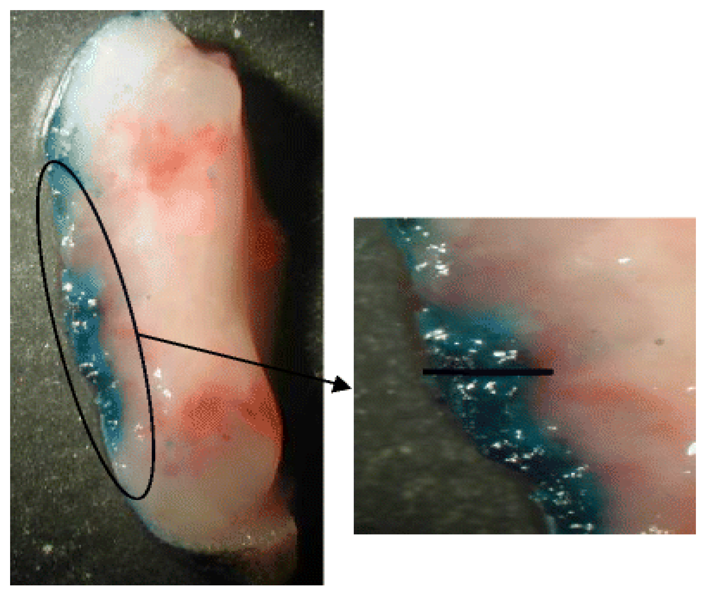 Pharmaceutics 13 02129 g006 550