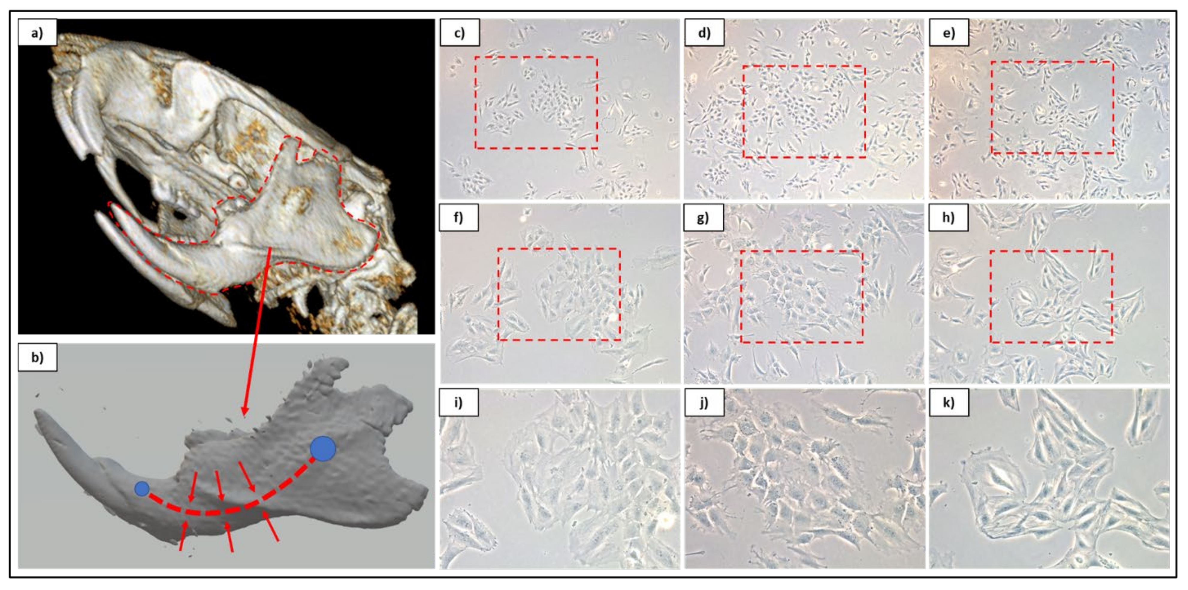 Pharmaceutics 13 02146 g001