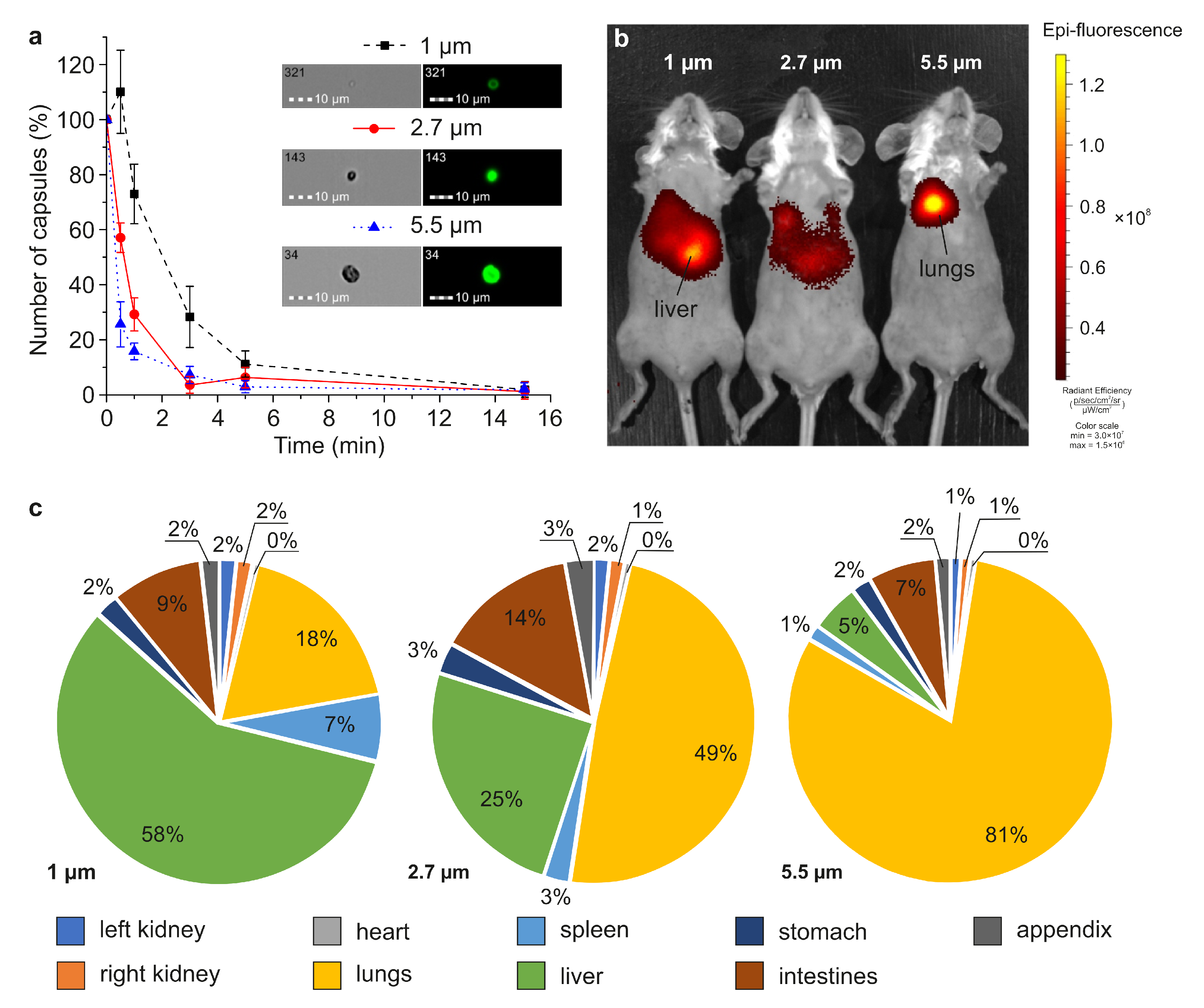 Pharmaceutics 13 02147 g003 550