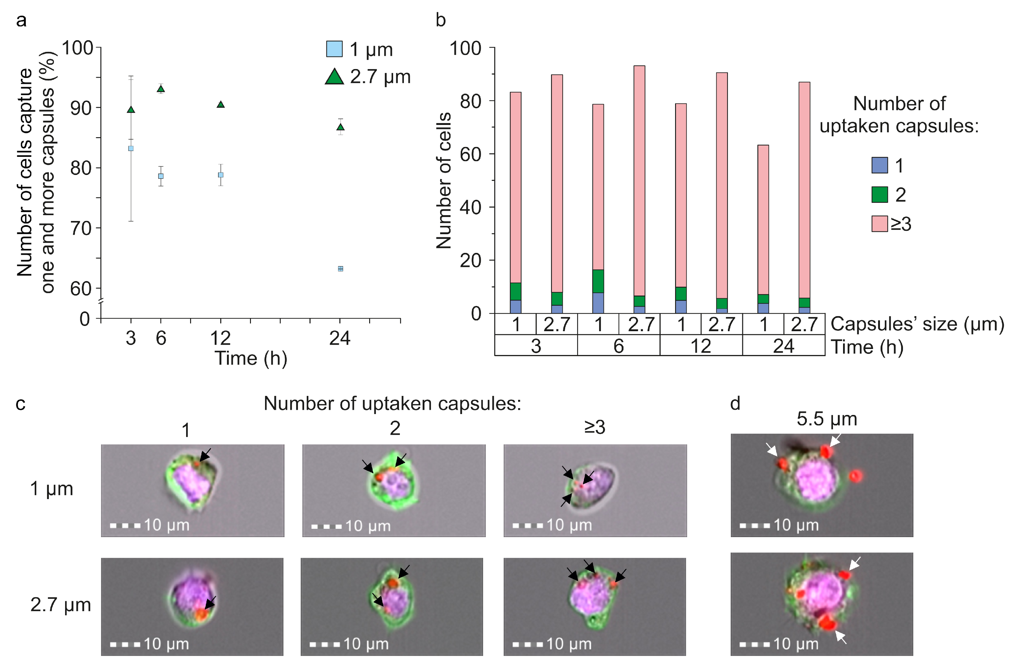 Pharmaceutics 13 02147 g005 550
