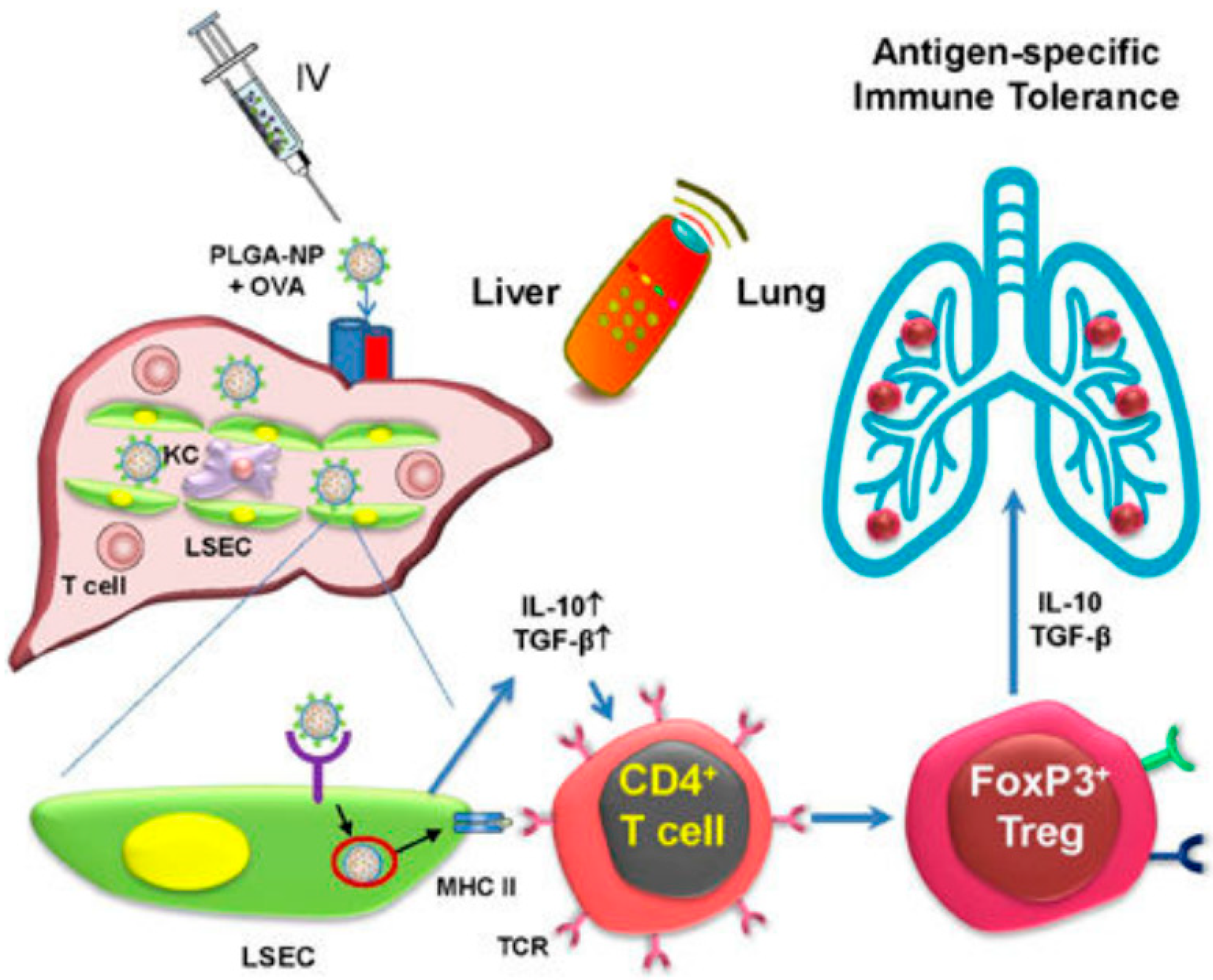Pharmaceutics 13 02149 g004 Pharmaceutics 13 02149 g004