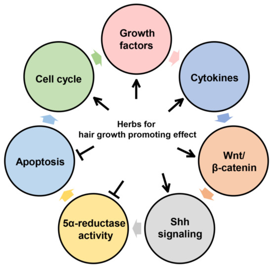 Pharmaceutics Free FullText Modulation of Hair Growth Promoting