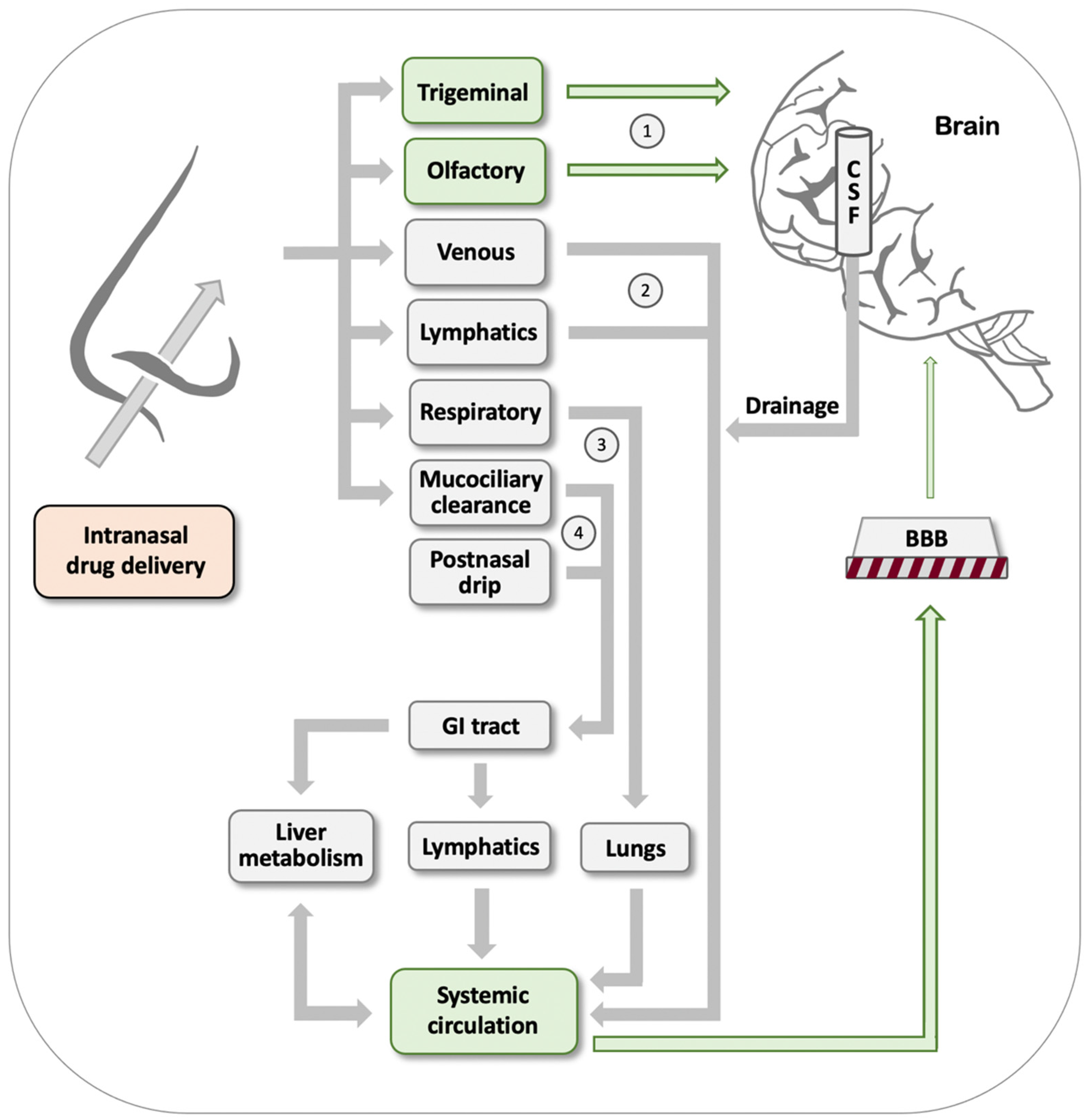 Pharmaceutics 13 02167 g001 Pharmaceutics 13 02167 g001