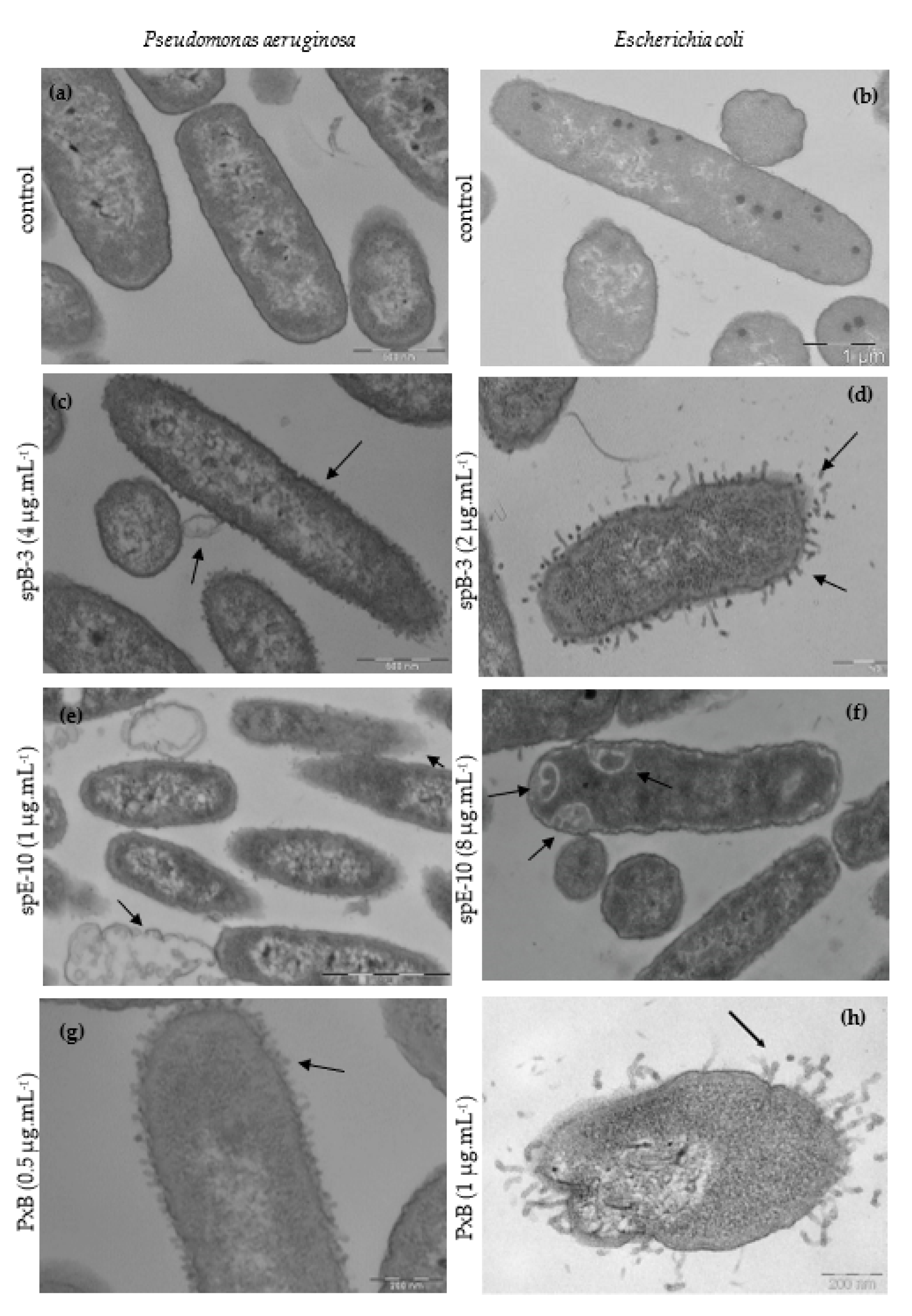 Pharmaceutics 13 02180 g003