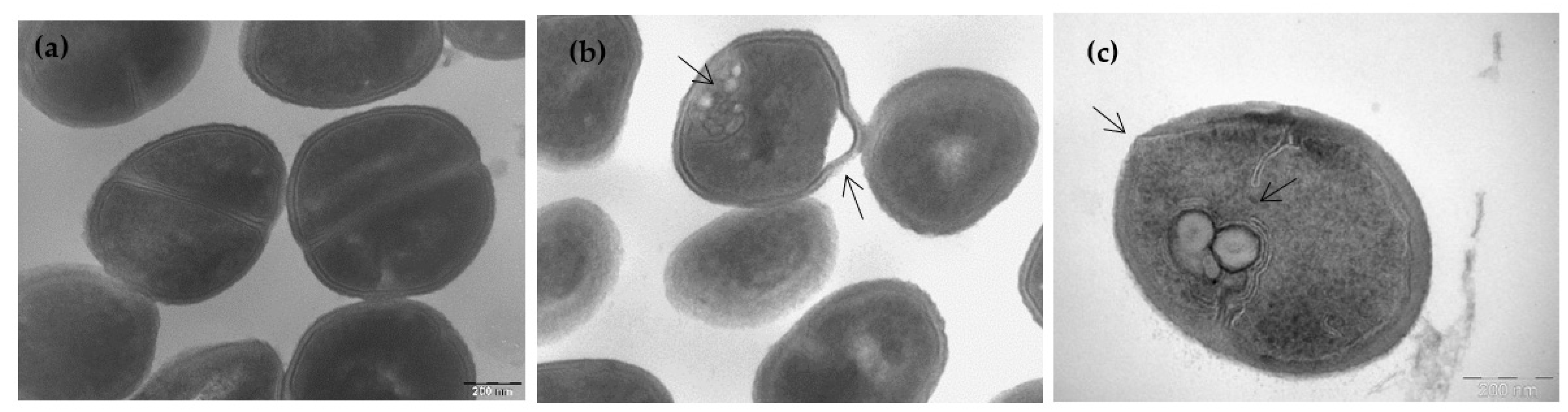 Pharmaceutics 13 02180 g004