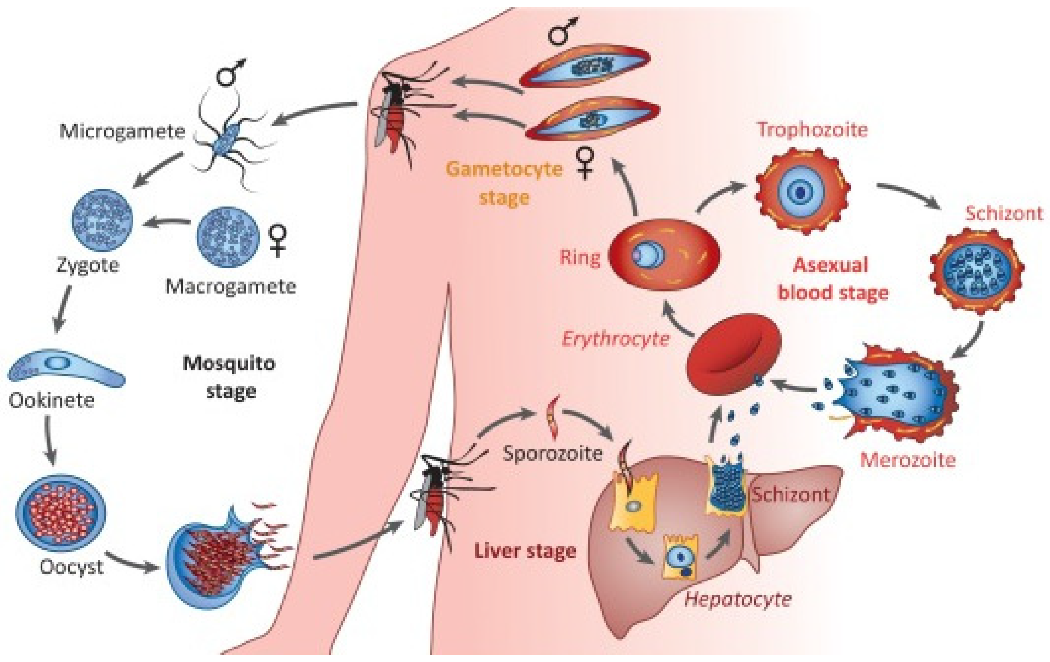 Тяжелое течение малярии ассоциируется чаще с возбудителем. Патогенез малярии схема. Цикл развития малярийного плазмодия. Малярия цикл развития плазмодия. Стадии жизненного цикла малярийного плазмодия.